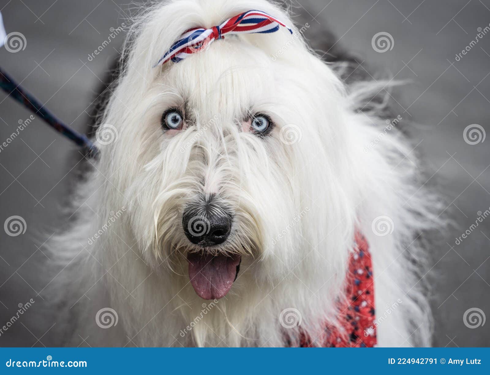 Old english sheepdog standing hi-res stock photography and images - Alamy