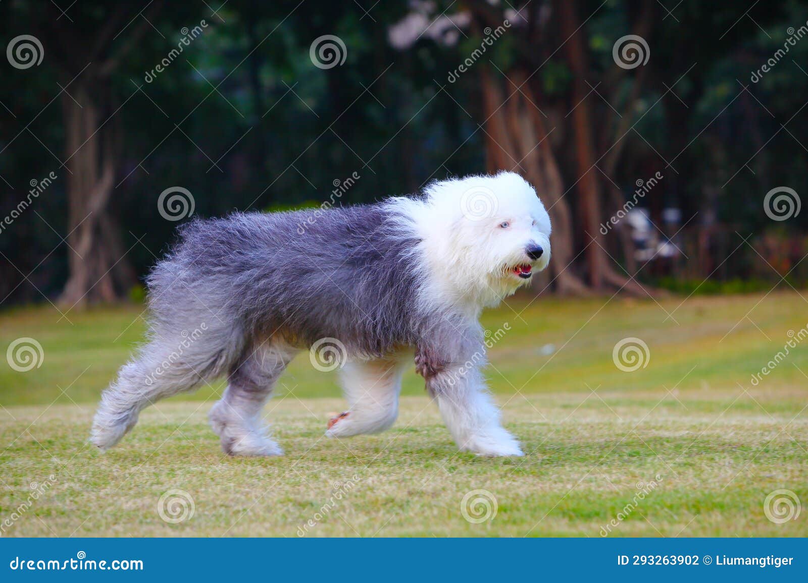 Friendly Old English Sheepdog dressed for the Fourth of July Stock Photo -  Alamy