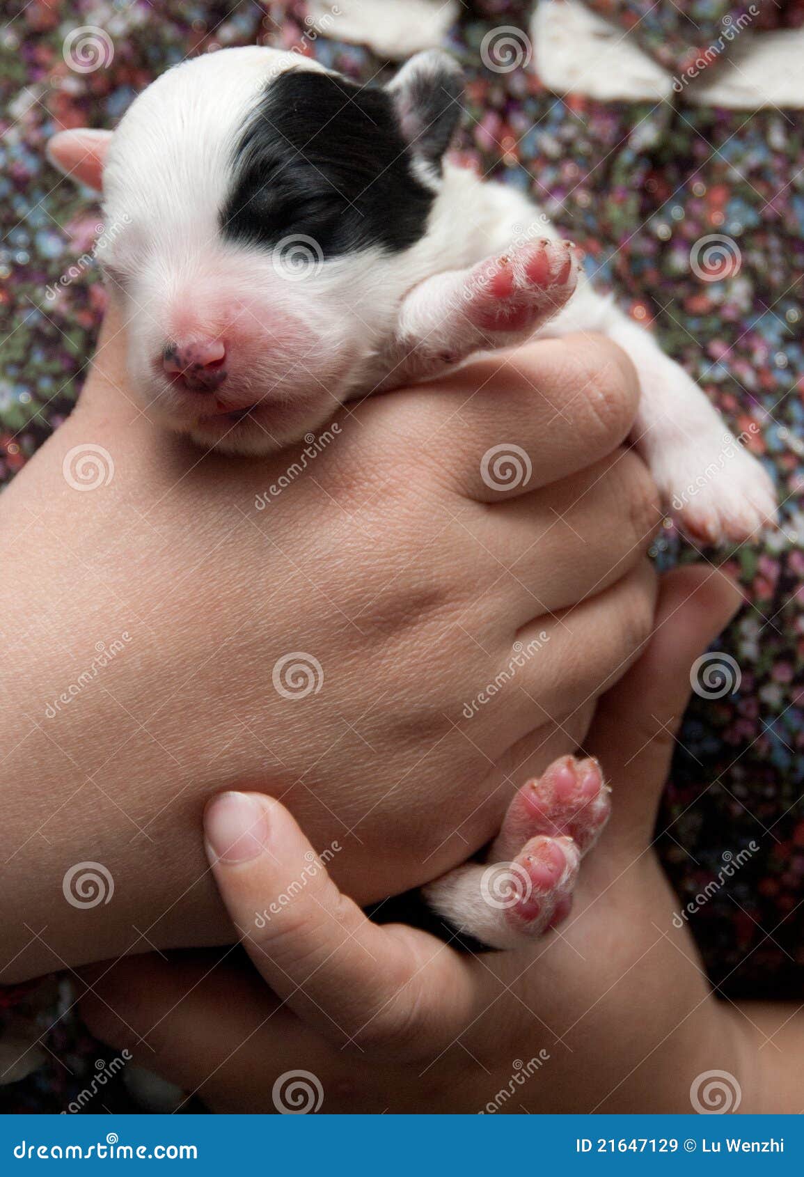 Newborn Old English Sheepdog Stock Photo - Image of hands, infant: 21647180