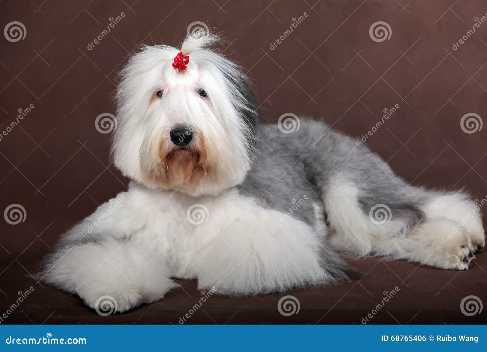 Old english sheepdog puppy hi-res stock photography and images - Alamy