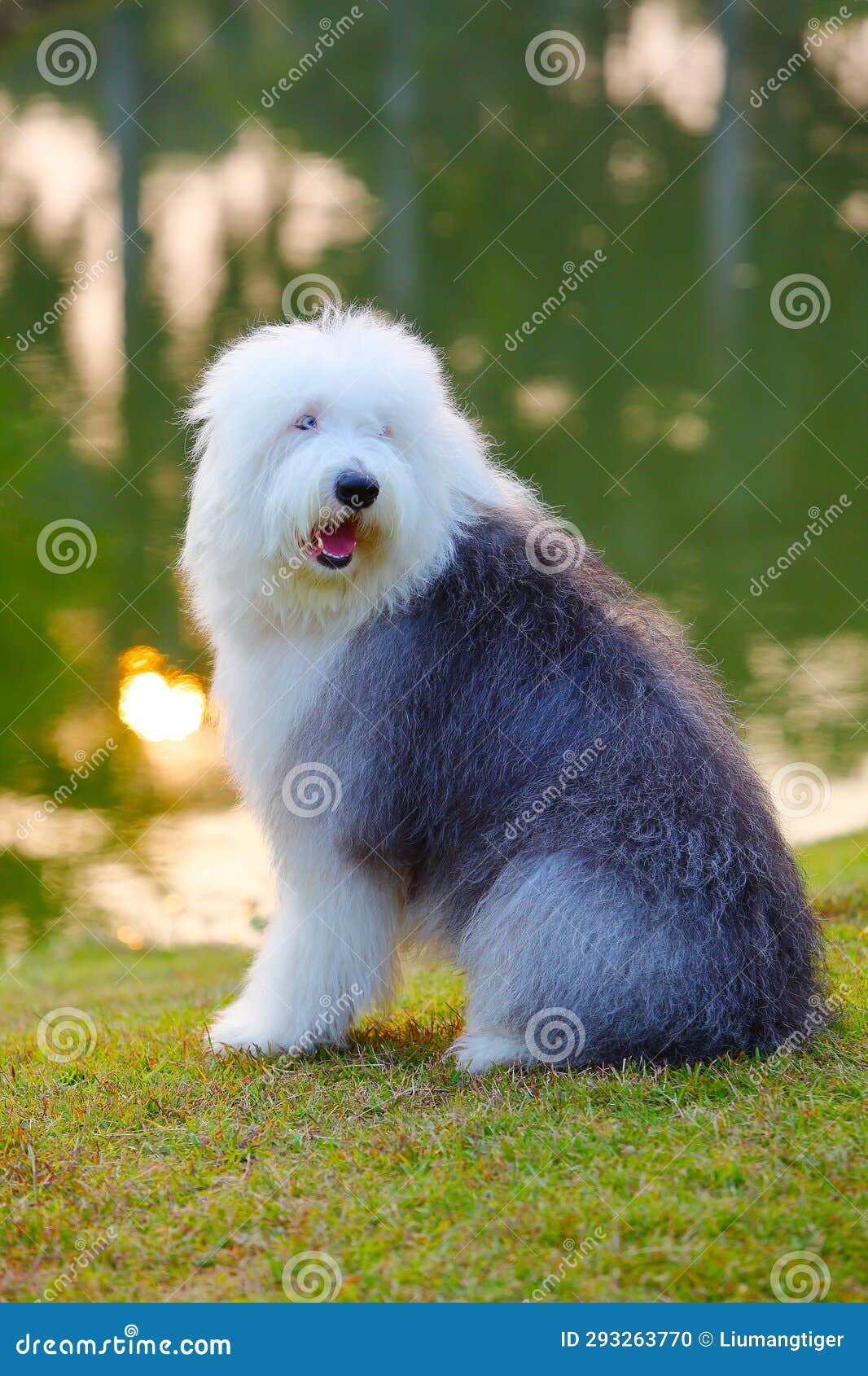 Friendly Old English Sheepdog dressed for the Fourth of July Stock Photo -  Alamy