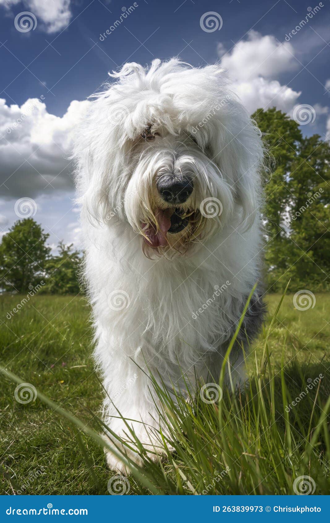 Old English Sheepdog Walking Towards The Camera In A Field Stock Photo,  Picture and Royalty Free Image. Image 195591118.