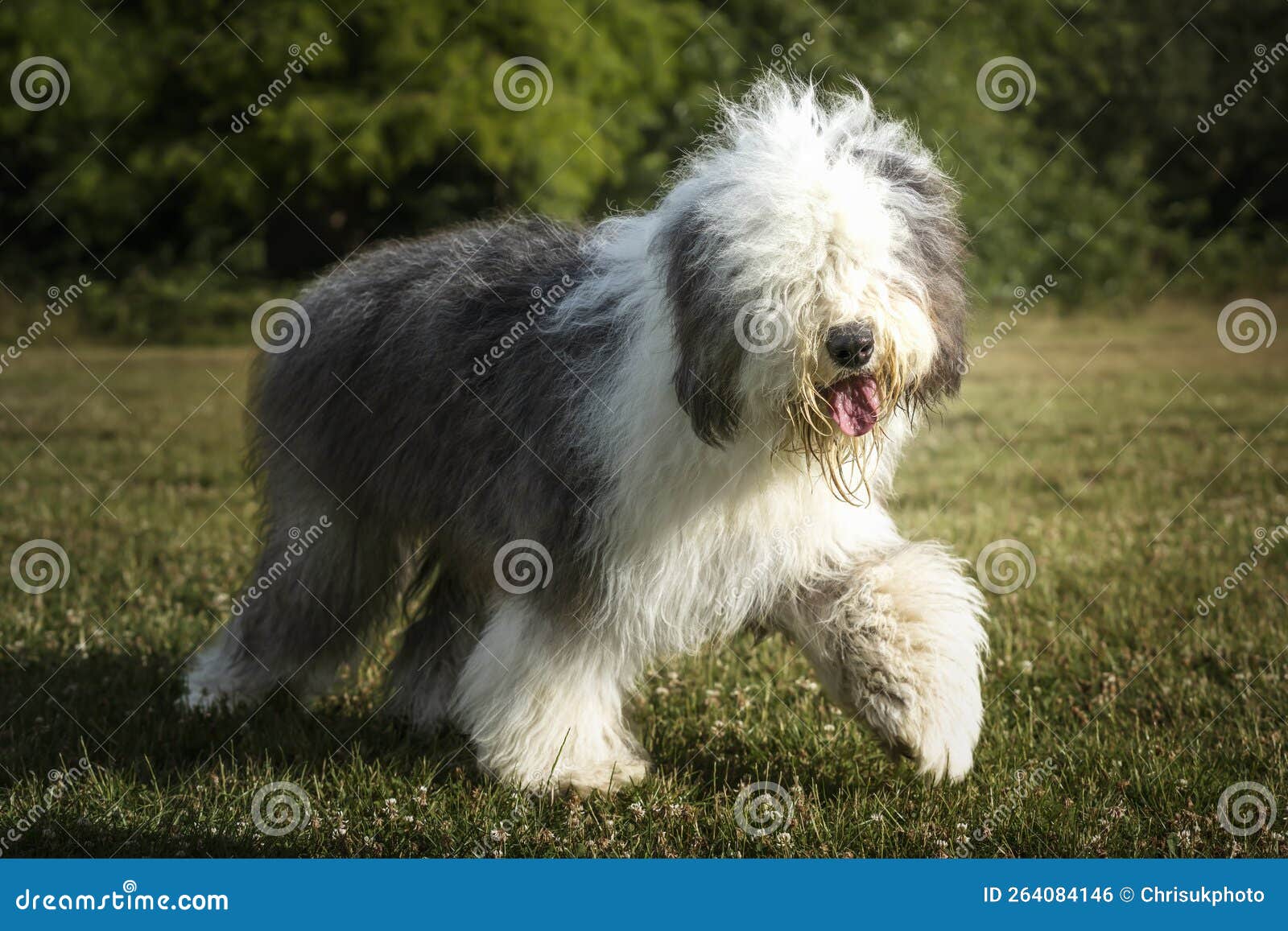 Old English Sheepdog Walking Towards The Camera In A Field Stock Photo,  Picture and Royalty Free Image. Image 195591118.