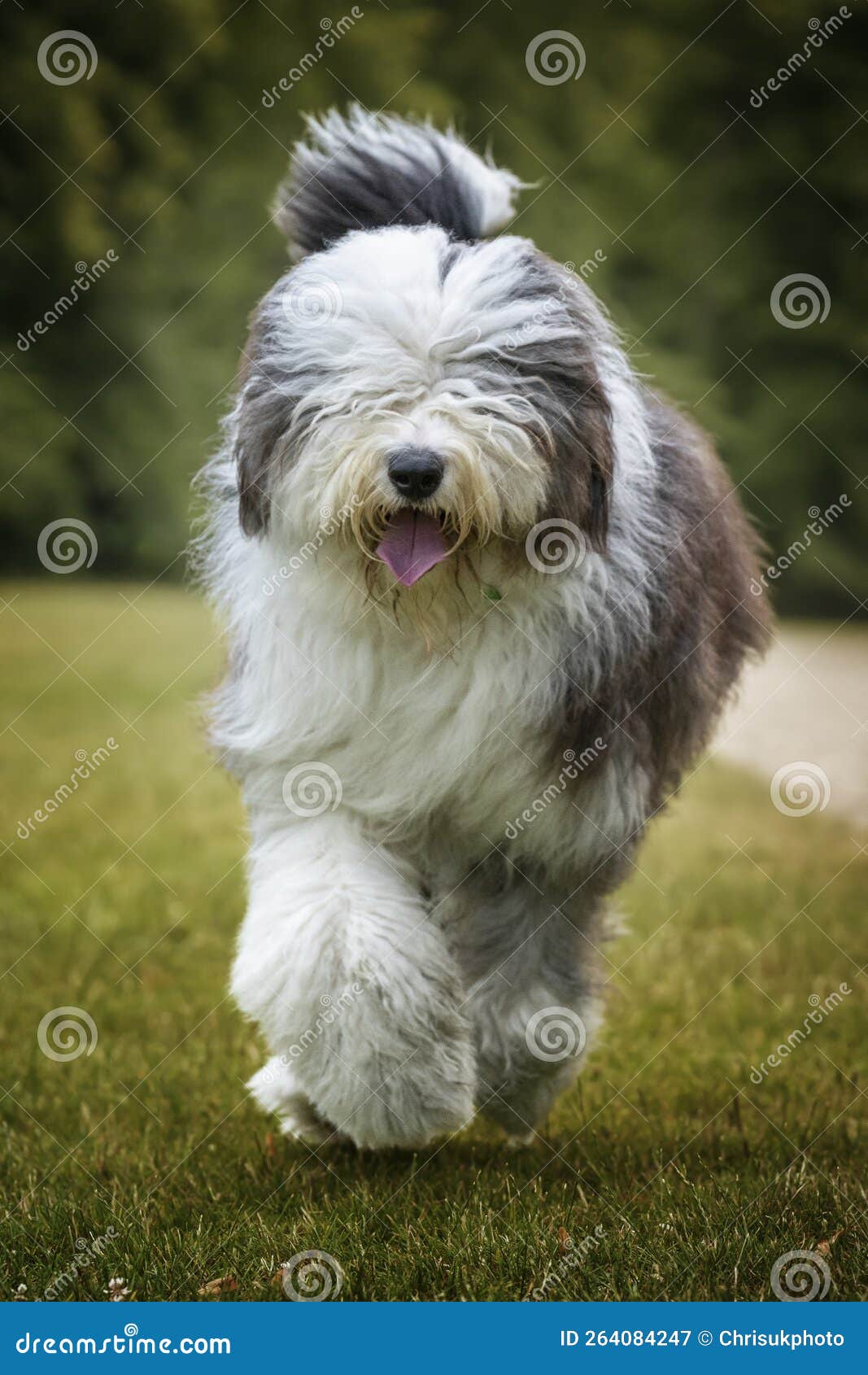 Autumn Dogwalk Stock Photo - Download Image Now - Old English Sheepdog,  Bearded Collie, Purebred Dog - iStock