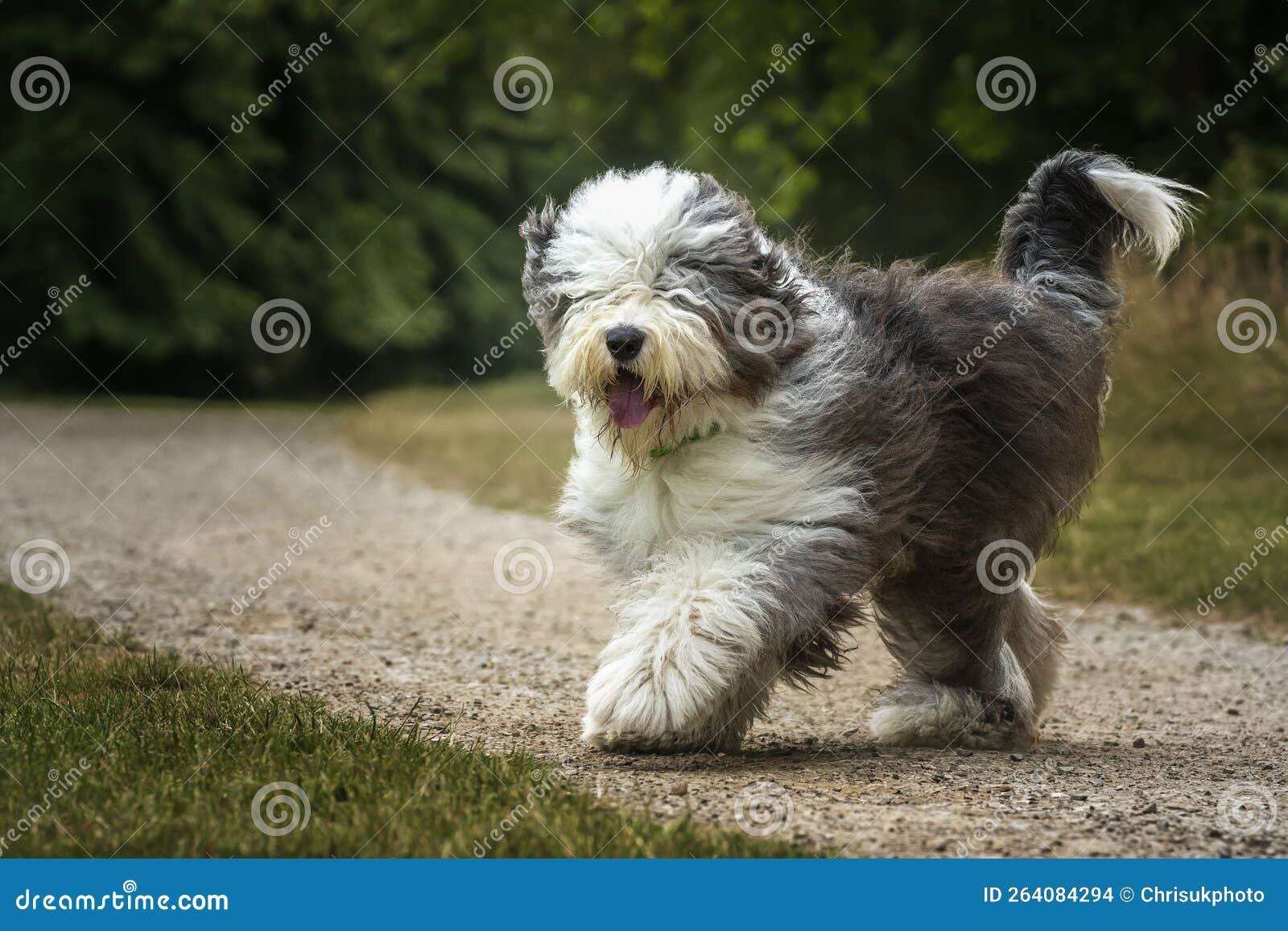 Old English Sheepdog Walking Towards The Camera In A Field Stock Photo,  Picture and Royalty Free Image. Image 195591118.