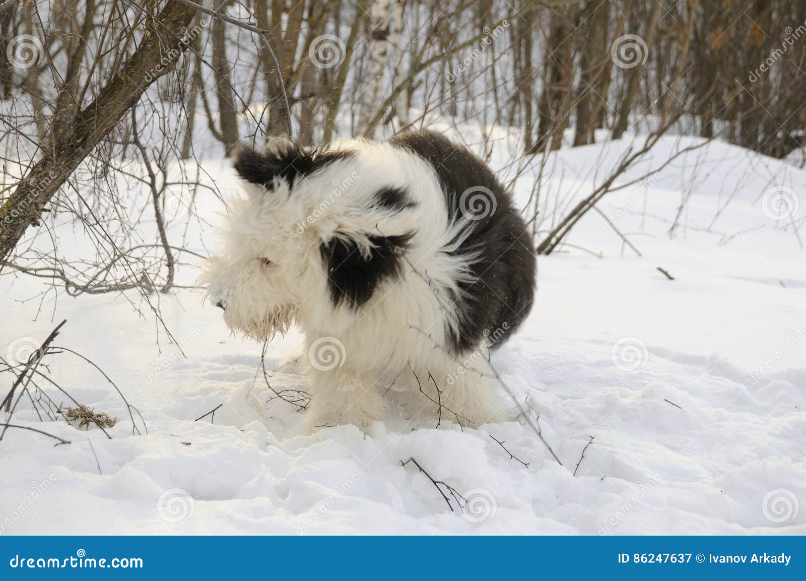 Puppy Of Old English Sheepdog In Snowy Field Stock Photo, Picture and  Royalty Free Image. Image 11977457.