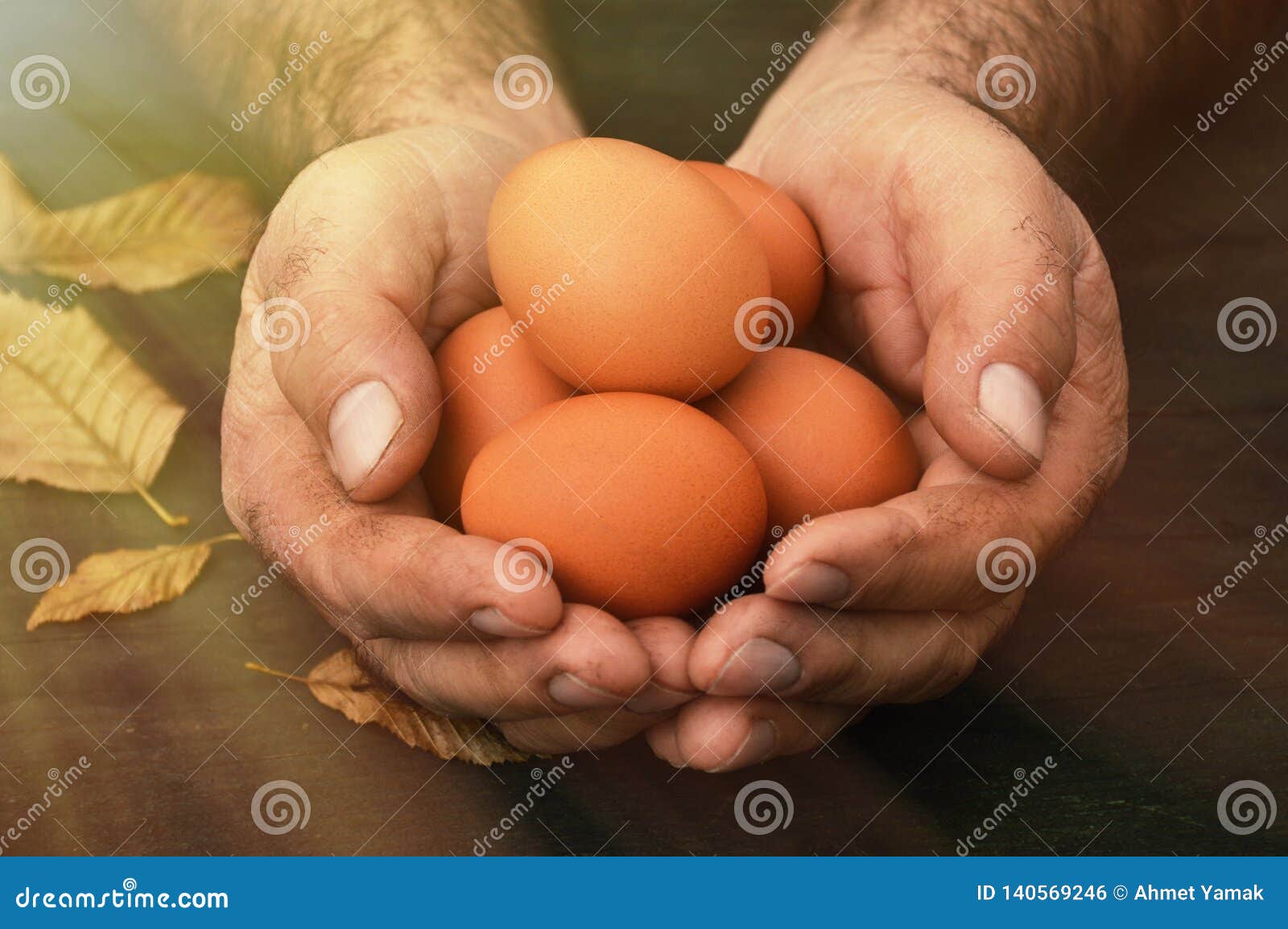 Organic Eggs, Old Farmer Hands Holding Organic Eggs Stock Photo Image of ingredient, front
