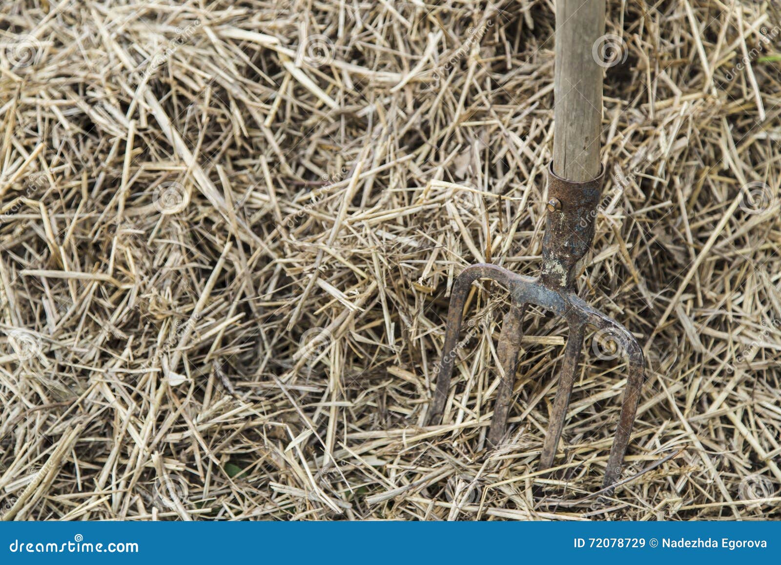 Old farmer s Pitchfork stock image. Image of object, farm 72078729