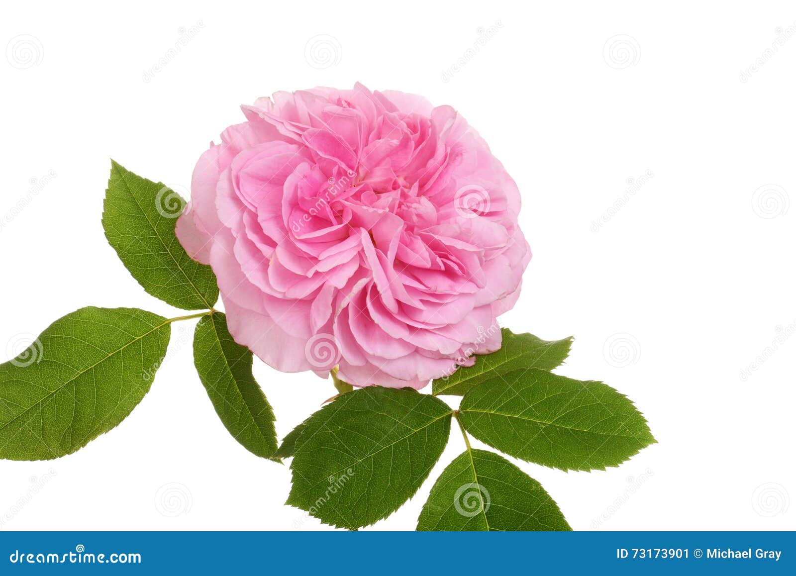 Old fashioned english rose stock image. Image of beauty 73173901