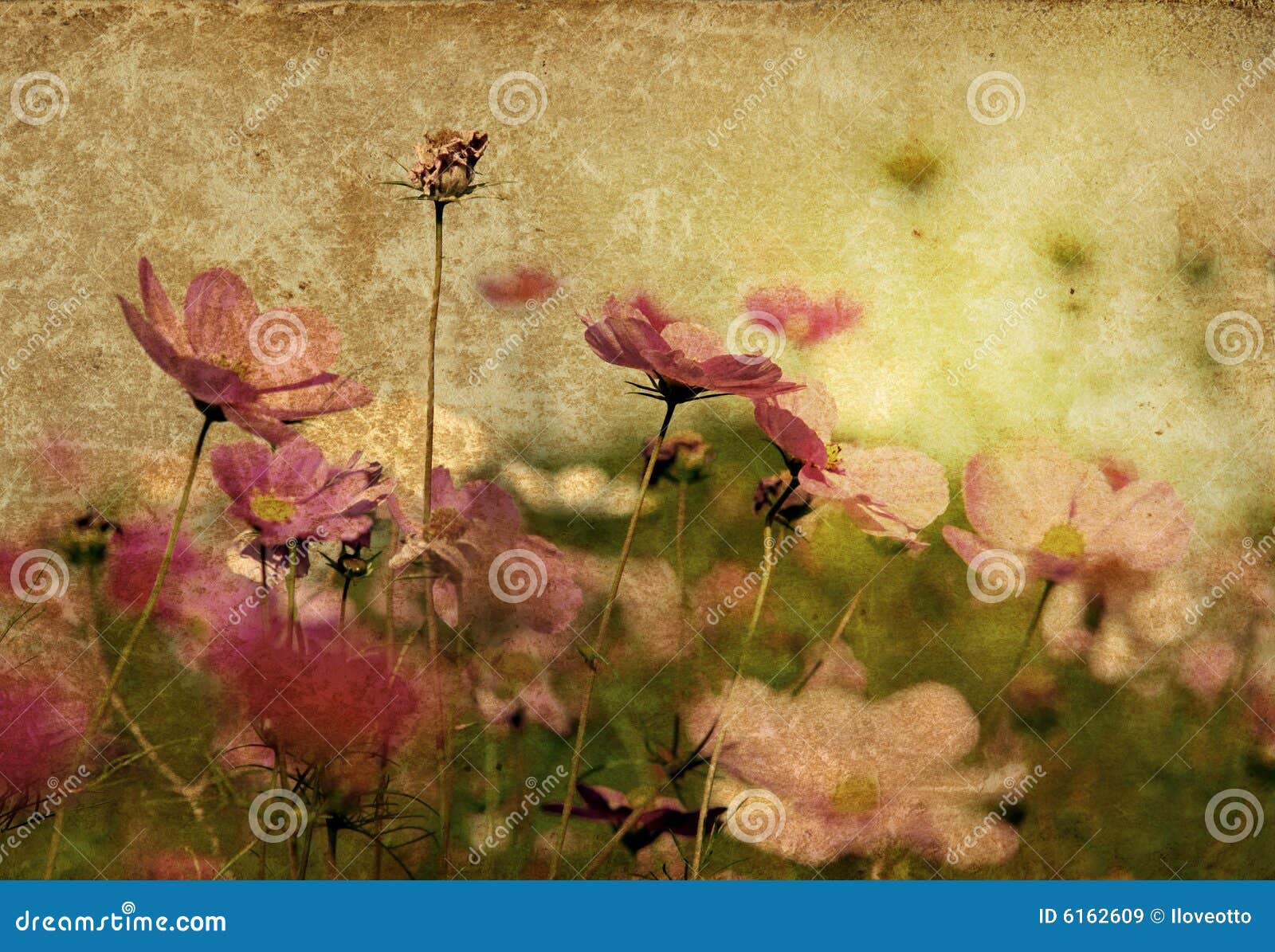 Oldfashioned flower stock image. Image of empty, fracture 6162609