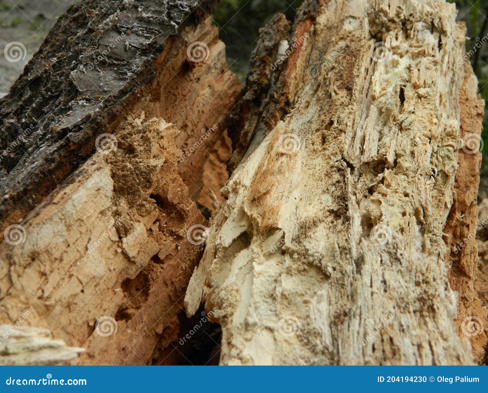 Old Firewood after Rain in Summer Stock Photo Image of pile, nature