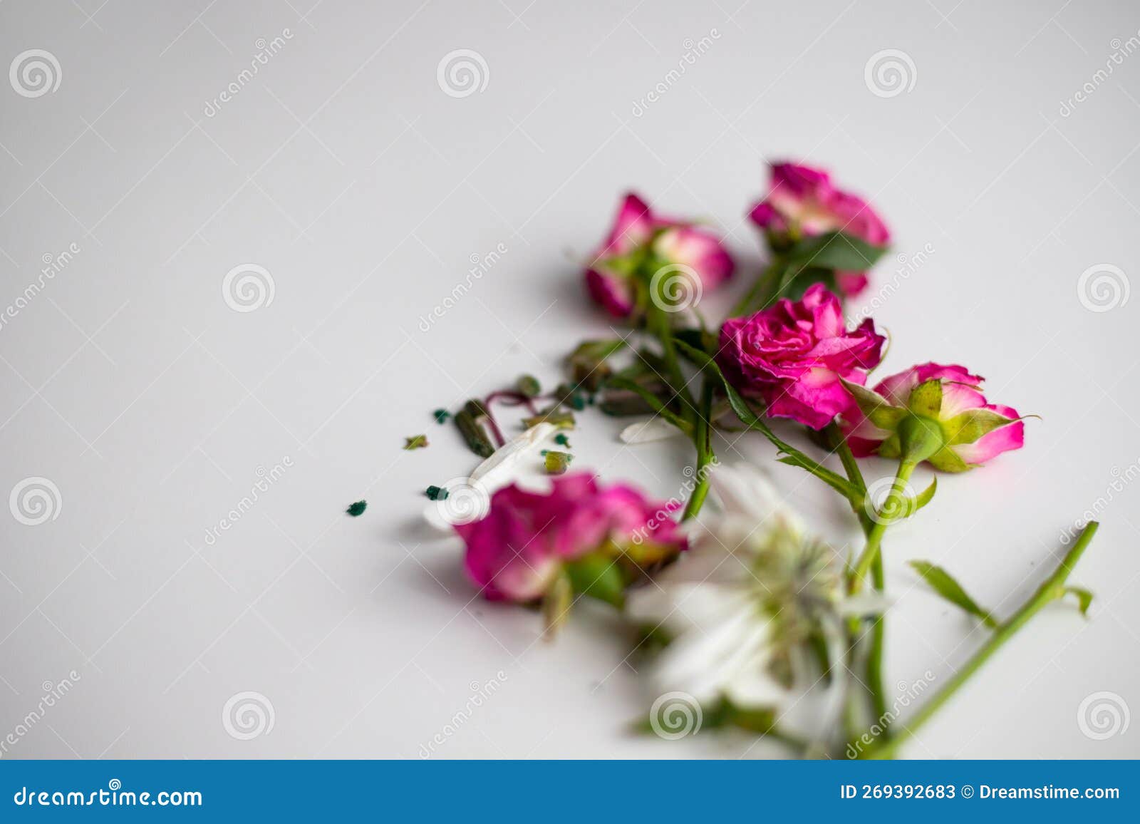Old Flowers from a Bouquet. Making a Bouquet Stock Image Image of