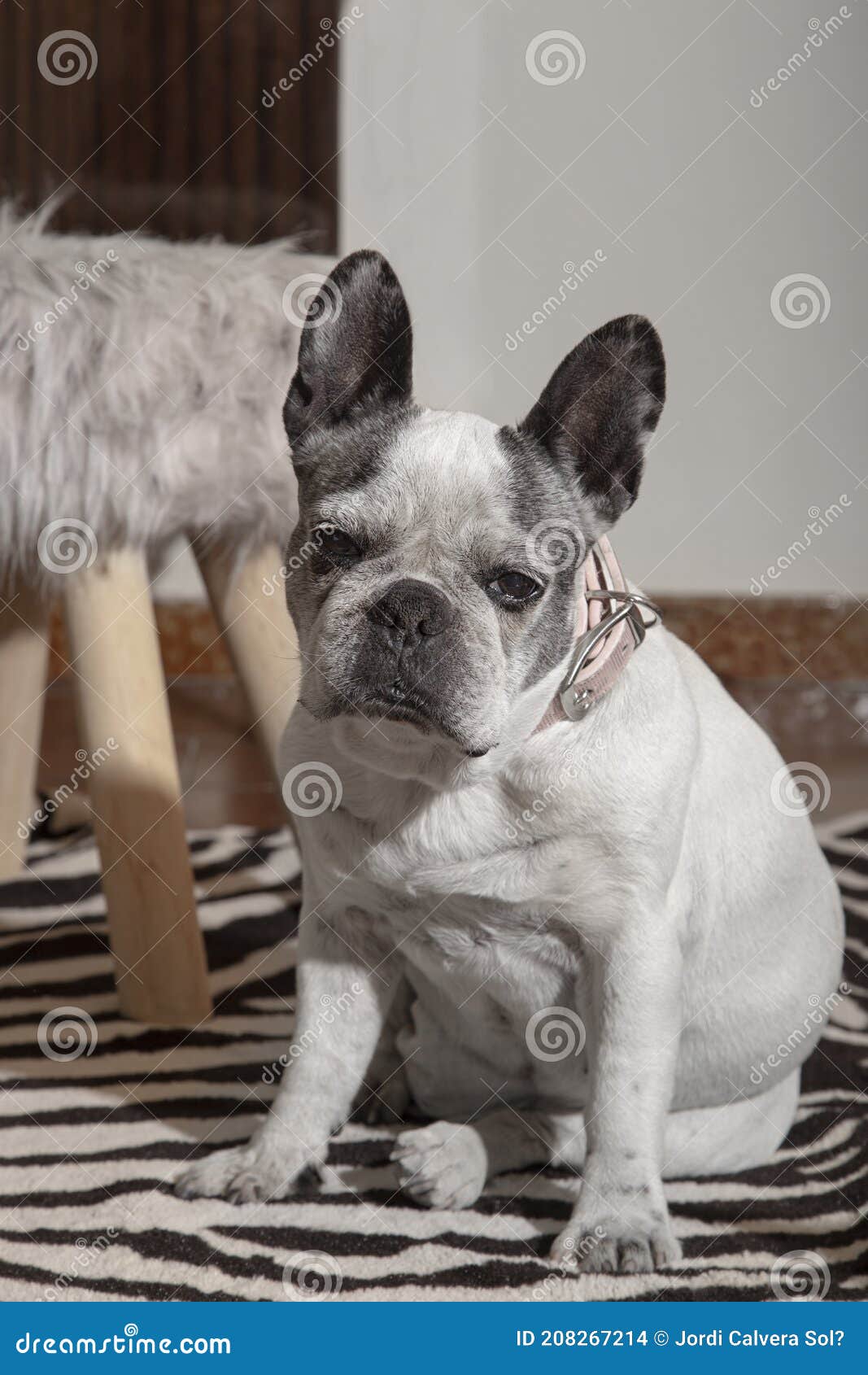 old french bulldog sitting on the zebra rug on the floor.vertical picture
