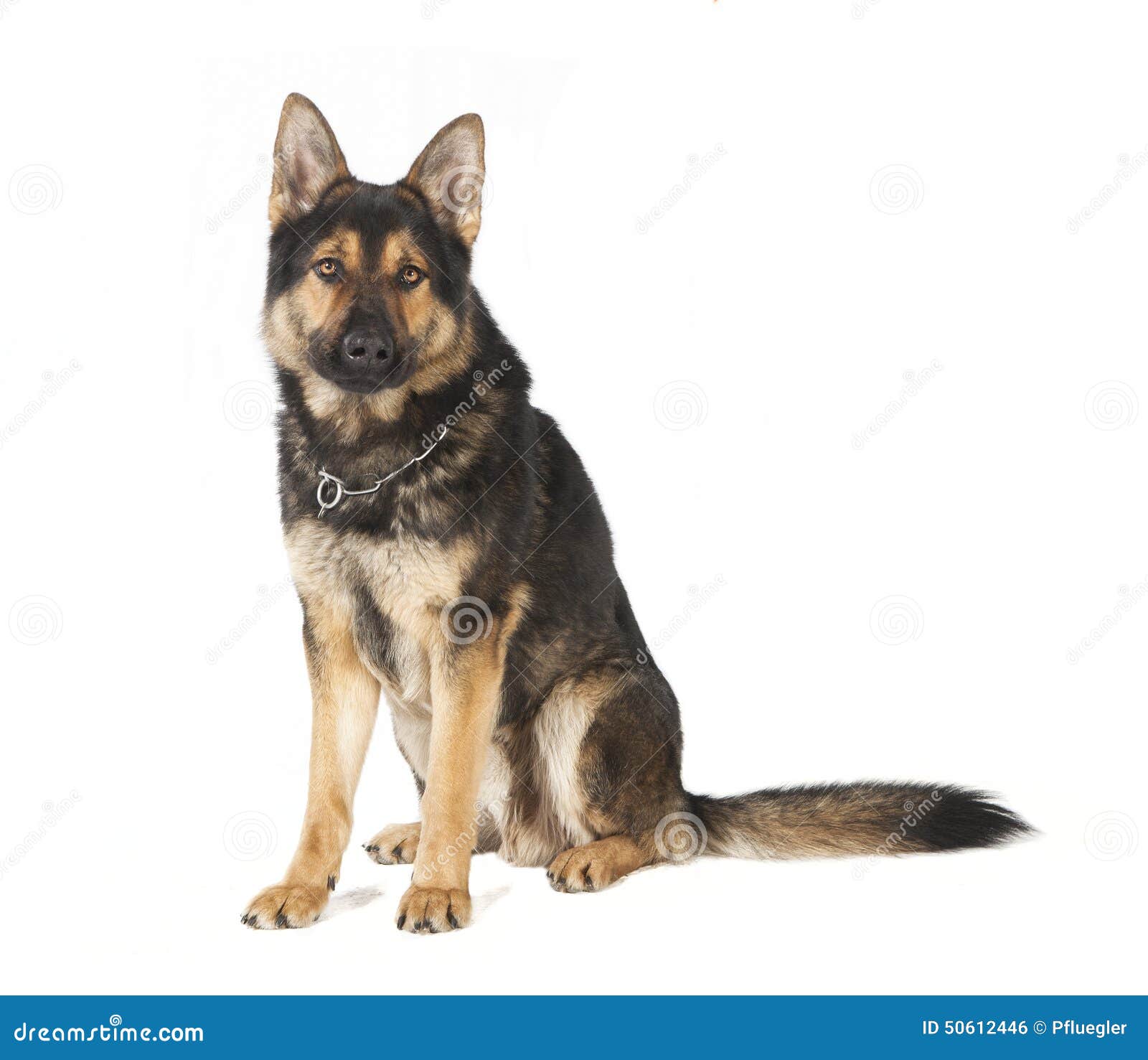 Old German Shepherd Dog Sitting Stock Photo Image of isolated
