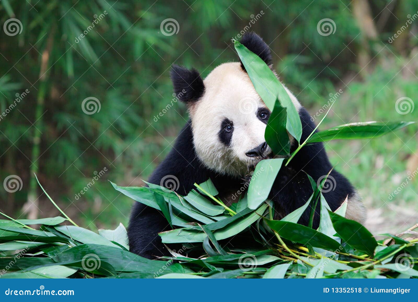 old giant panda