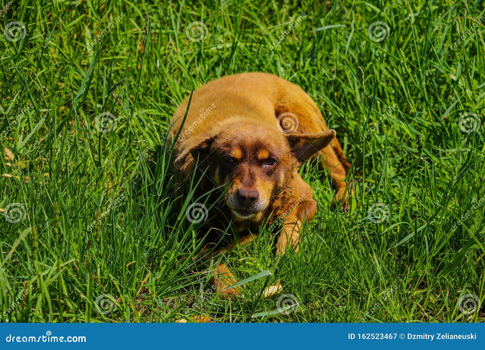 An Old Ginger Stray Dog Lies in the Green Grass Stock Image Image of innocence, black 162523467