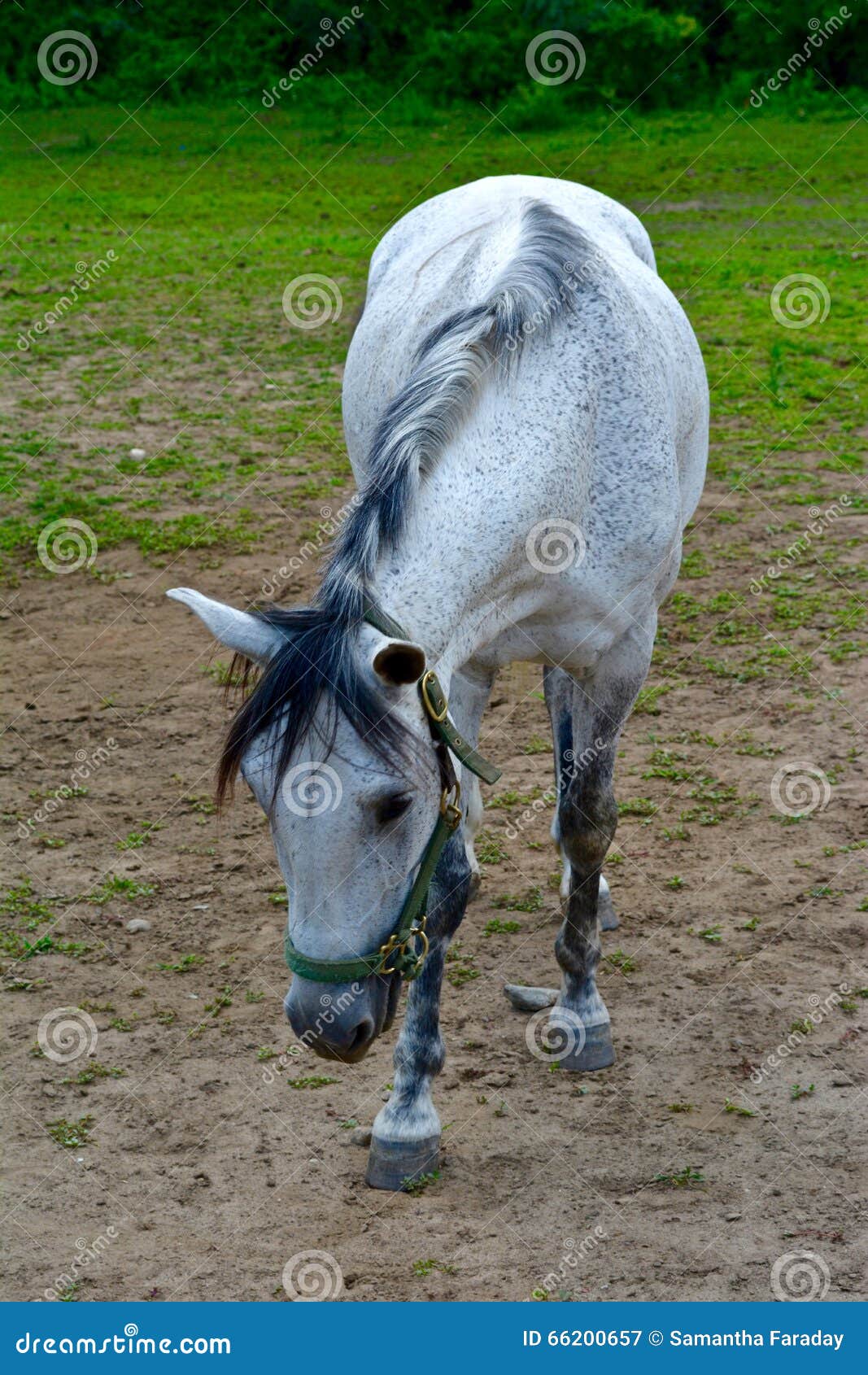 Old Gray Horse stock image. Image of gray, equine, horse 66200657