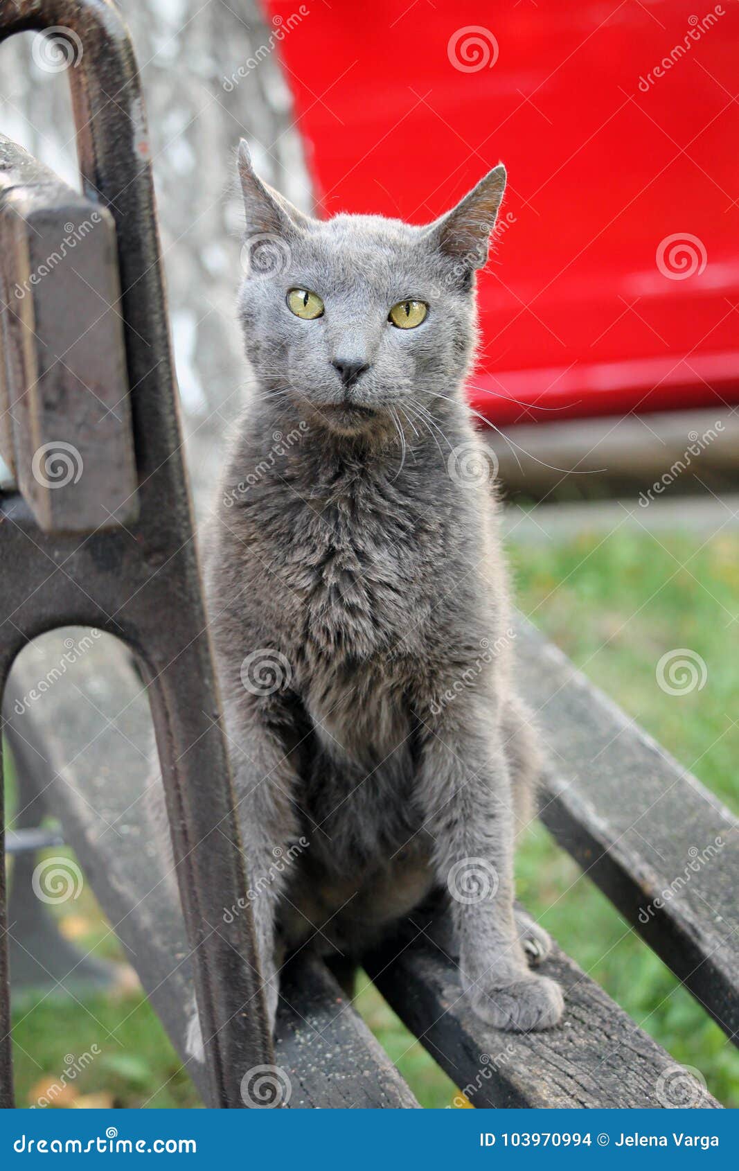 Elderly Cat Portrait stock photo. Image of elderly, head 103970994
