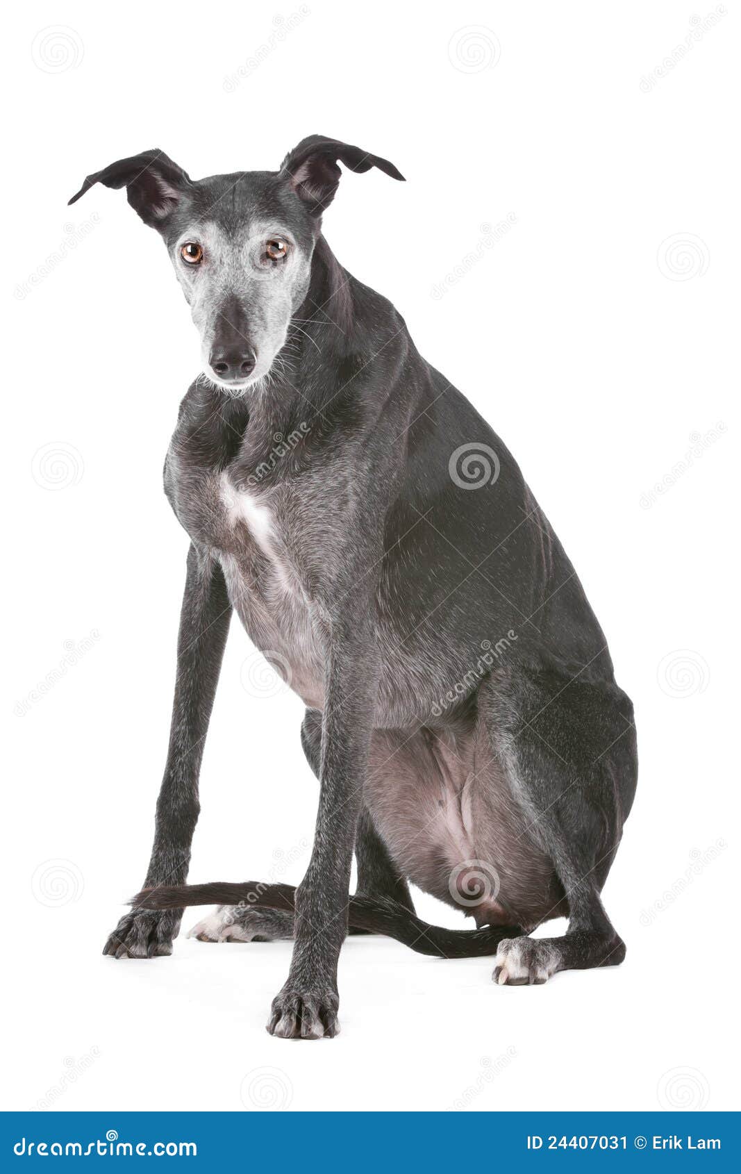 Old Greyhound Stock Image Image 24407031