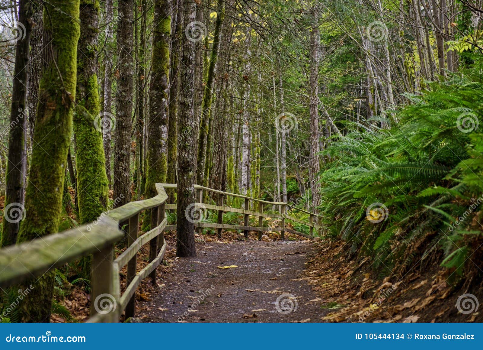 old growth rain forest in holland creek trail in ladysmith, vancouver island, canada