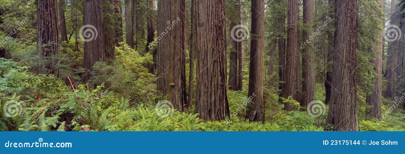 old-growth redwoods