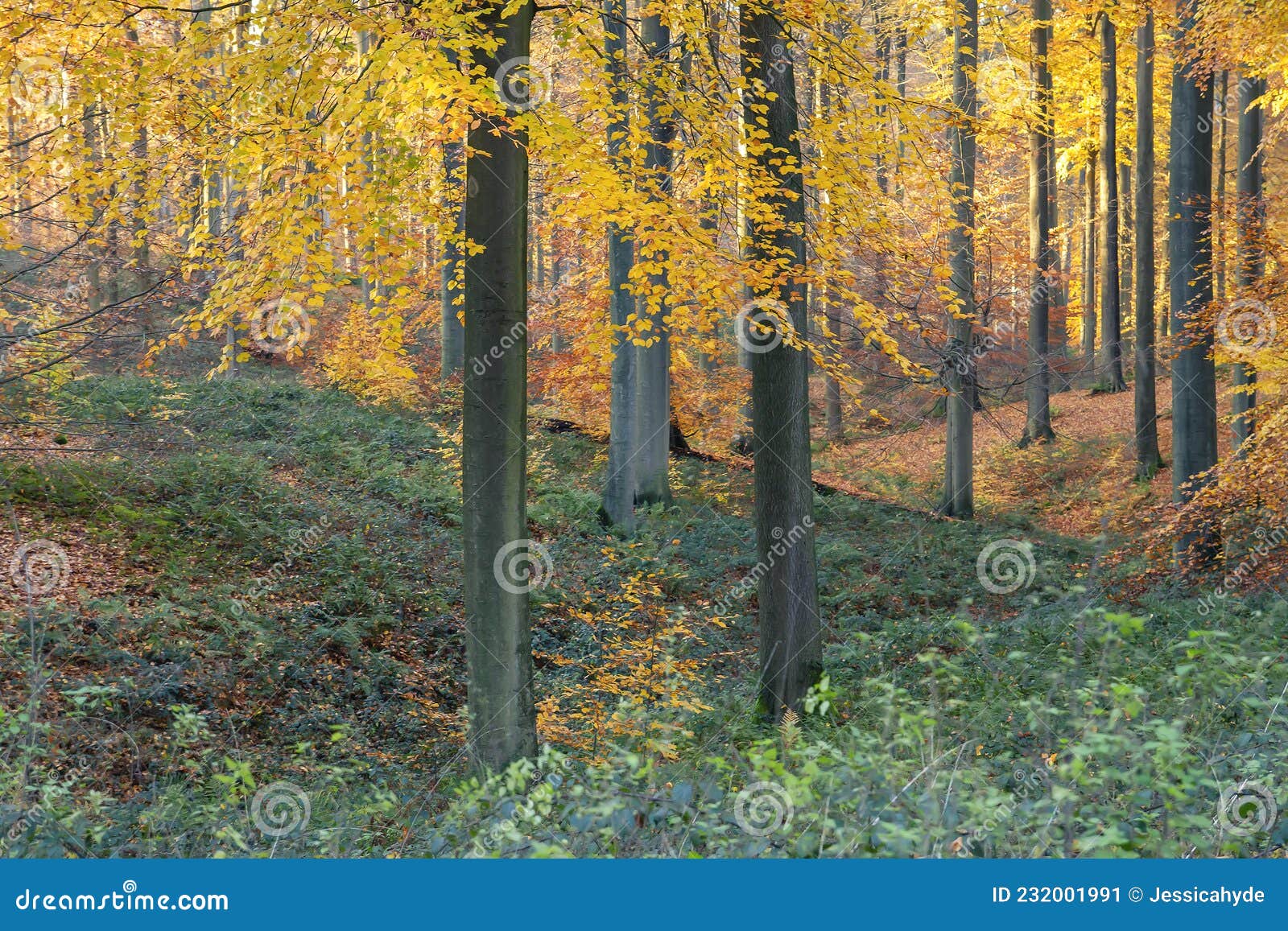 autumn forest