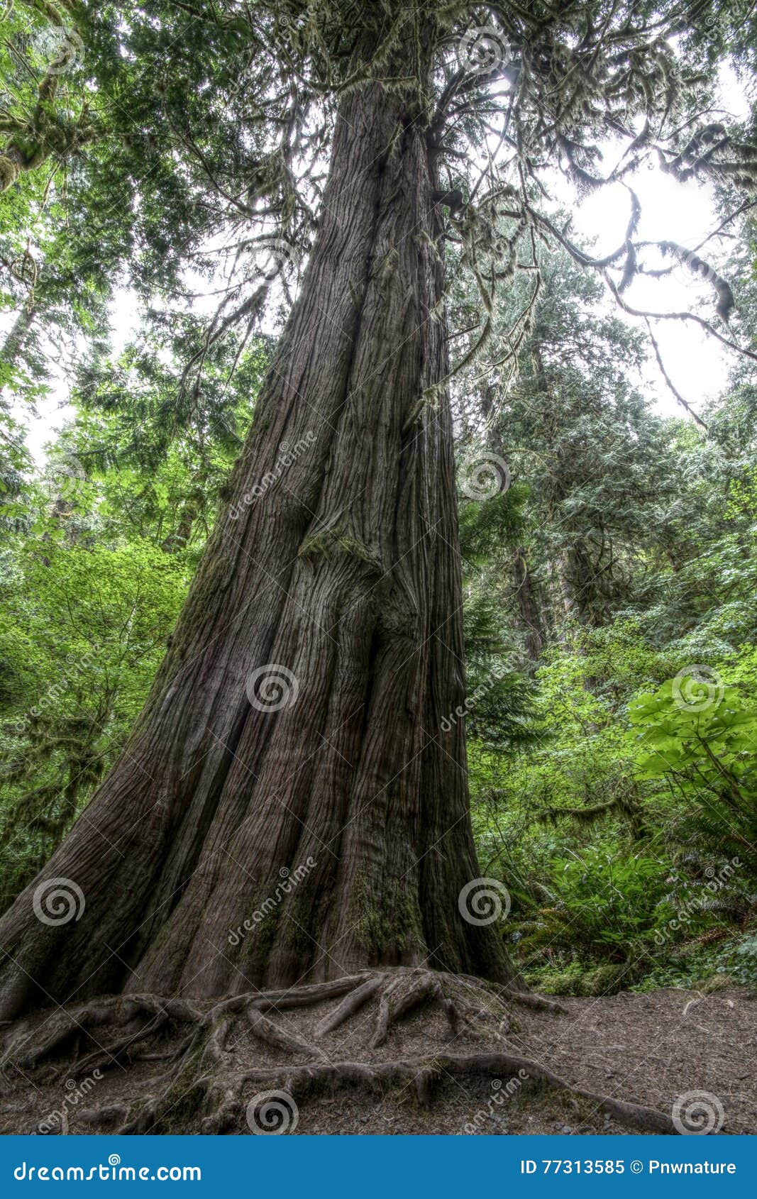 Old Growth Western Red Cedar Stock Image Image of green, wild 77313585