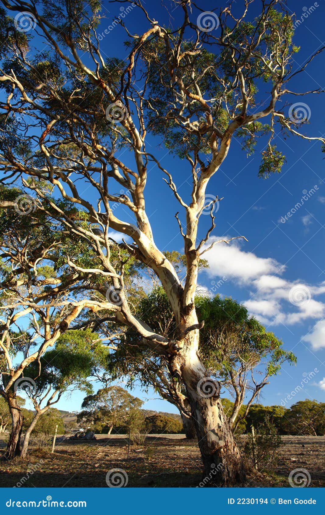 Old Gum Tree stock photo. Image of landscape, bush, travel 2230194