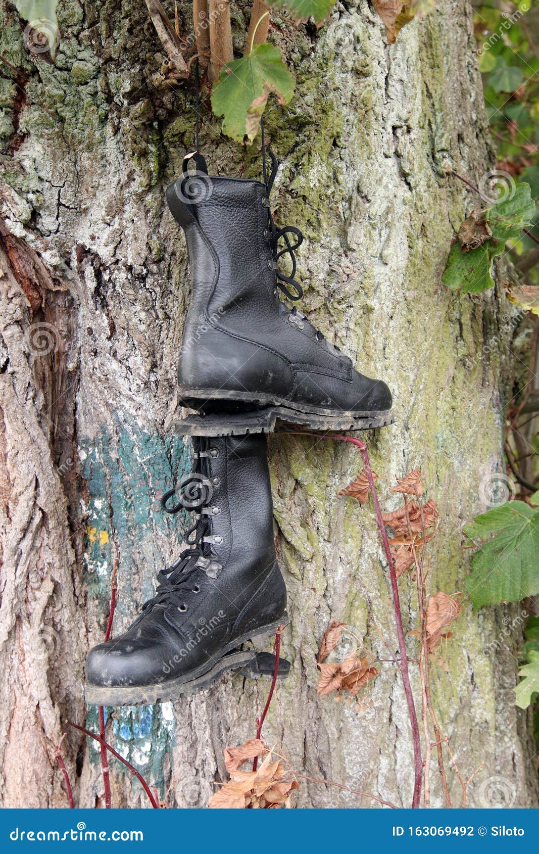 Old Hiking Shoes Hung on a Tree Stock Photo Image of used, travel