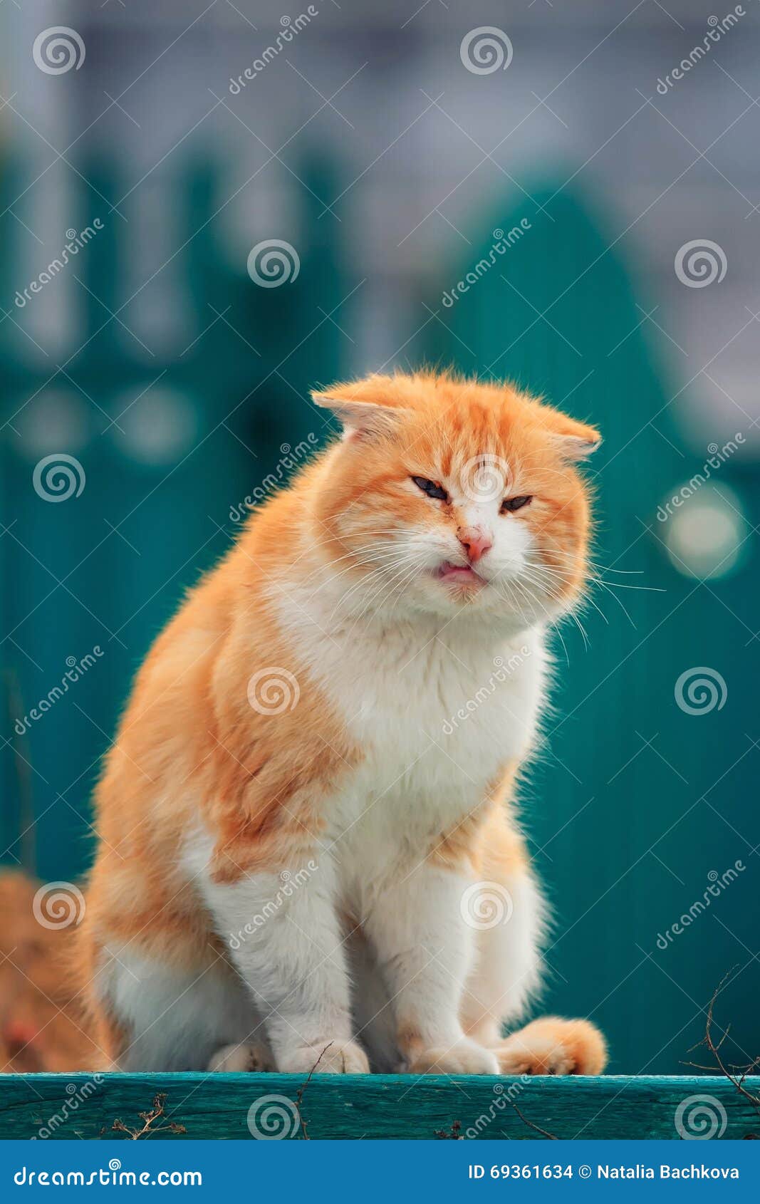 Old Homeless Man Wounded Ginger Cat Sitting Outside Stock Photo Image