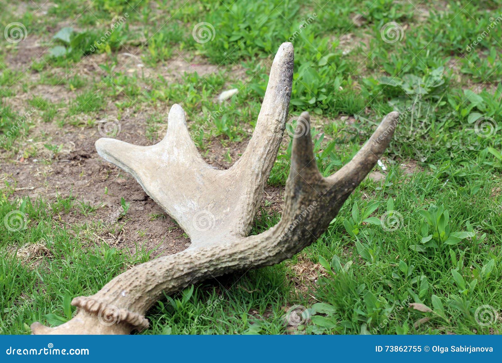 Old horns stock image. Image of bone, anatomy, background 73862755