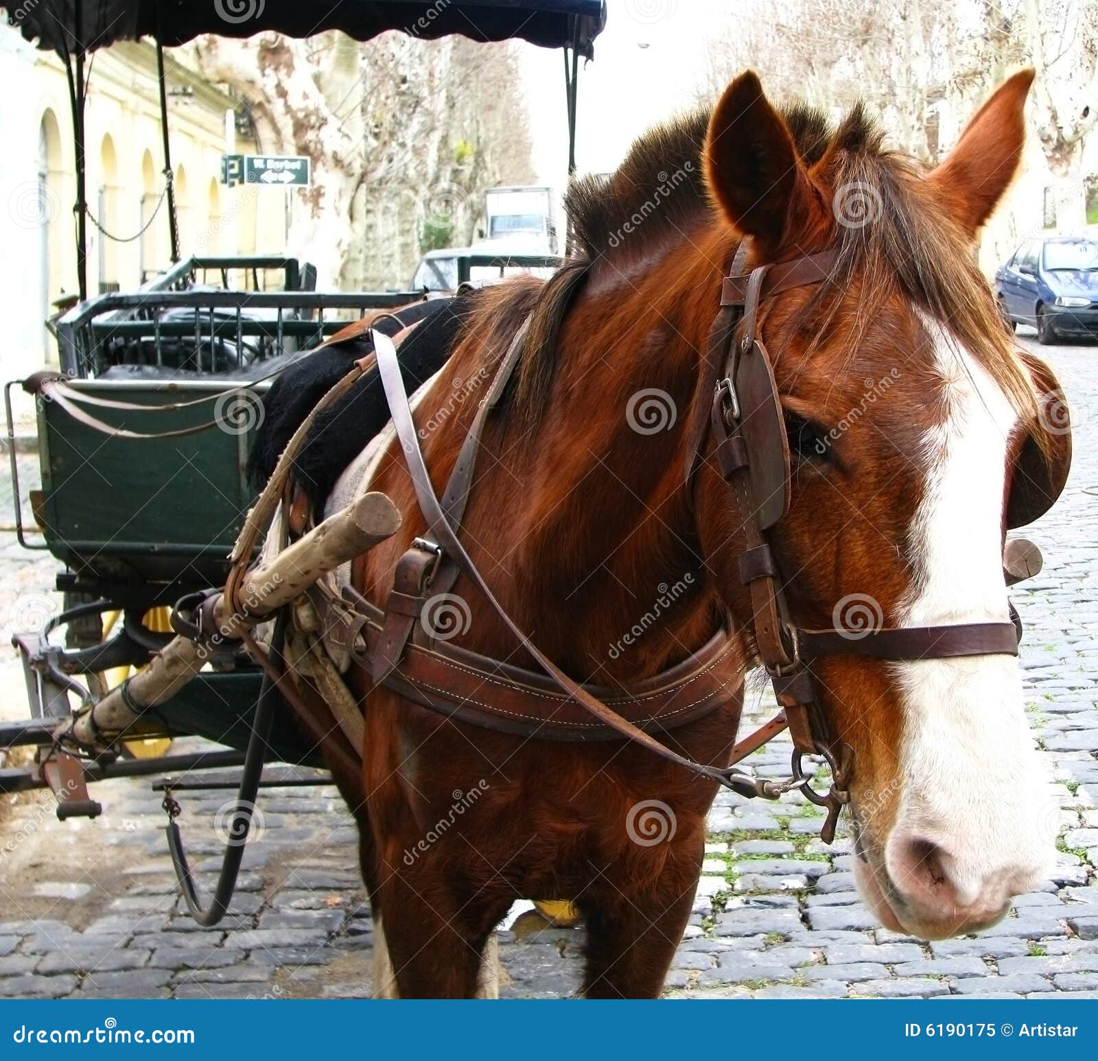 Old horse 1 stock image. Image of natural, carriage, portrait 6190175