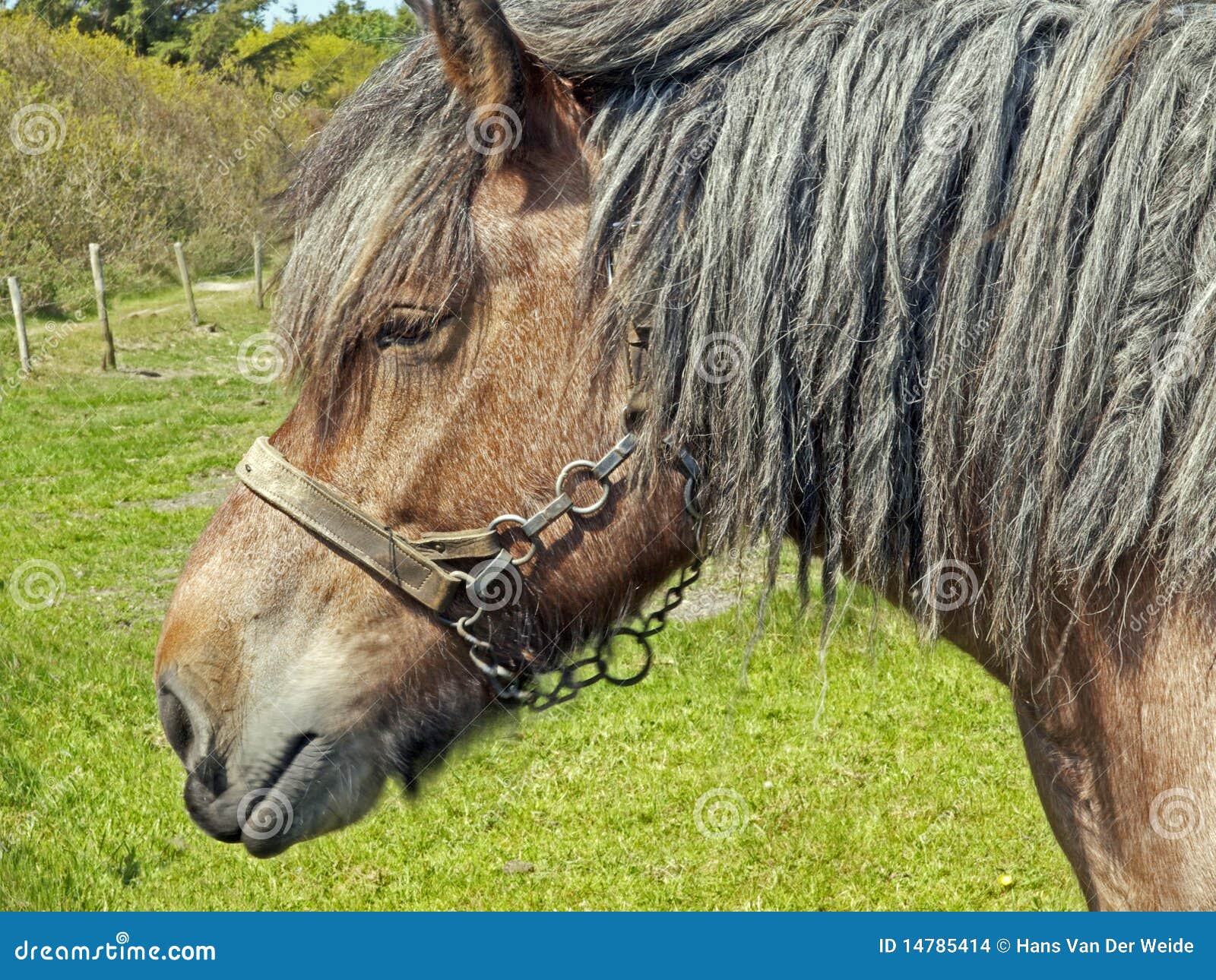 Old horse stock photo. Image of typical, paarden, nederland 14785414