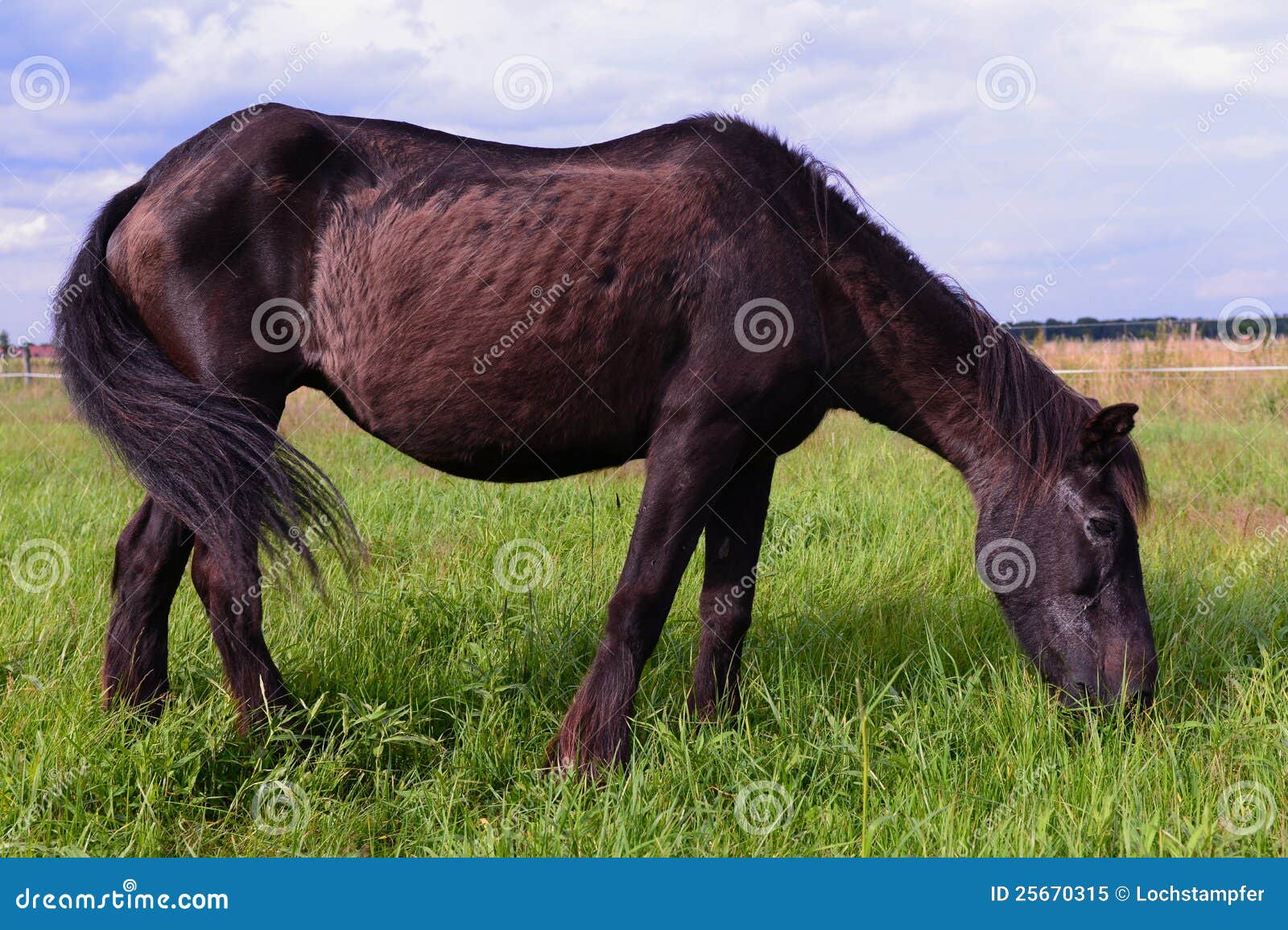 Old Horse stock image. Image of grazing, saxony, green 25670315