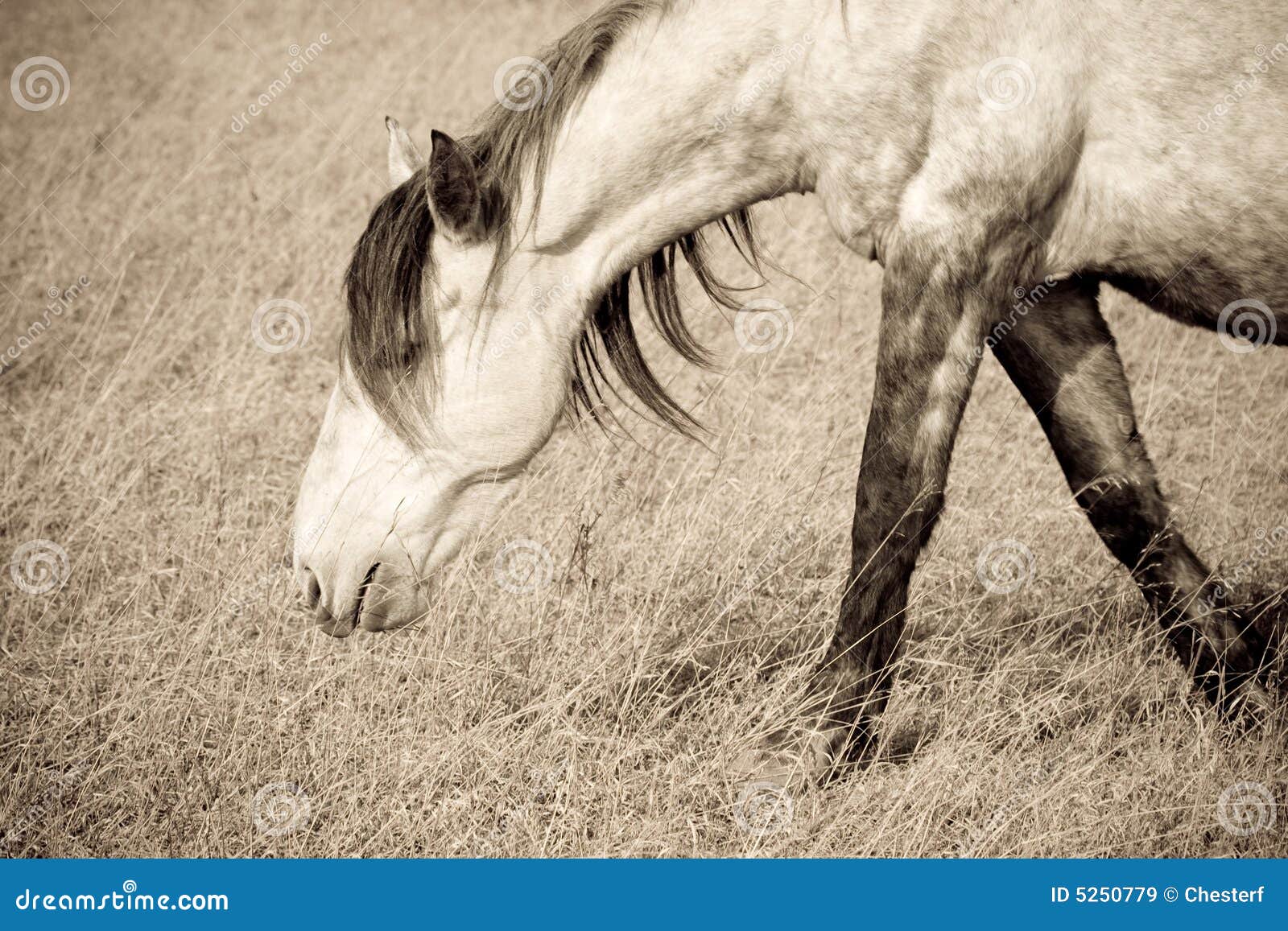 Old horse stock image. Image of rural, farm, horseback 5250779