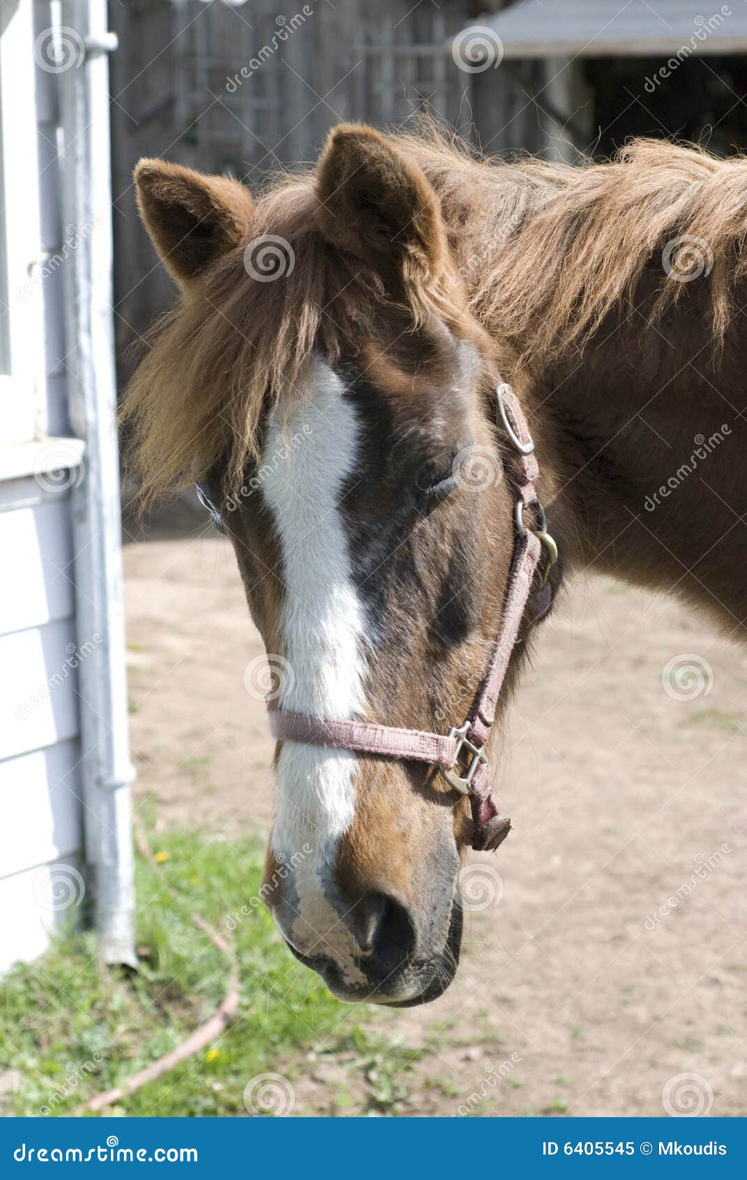 Old Horse stock image. Image of muzzle, equine, portrait 6405545
