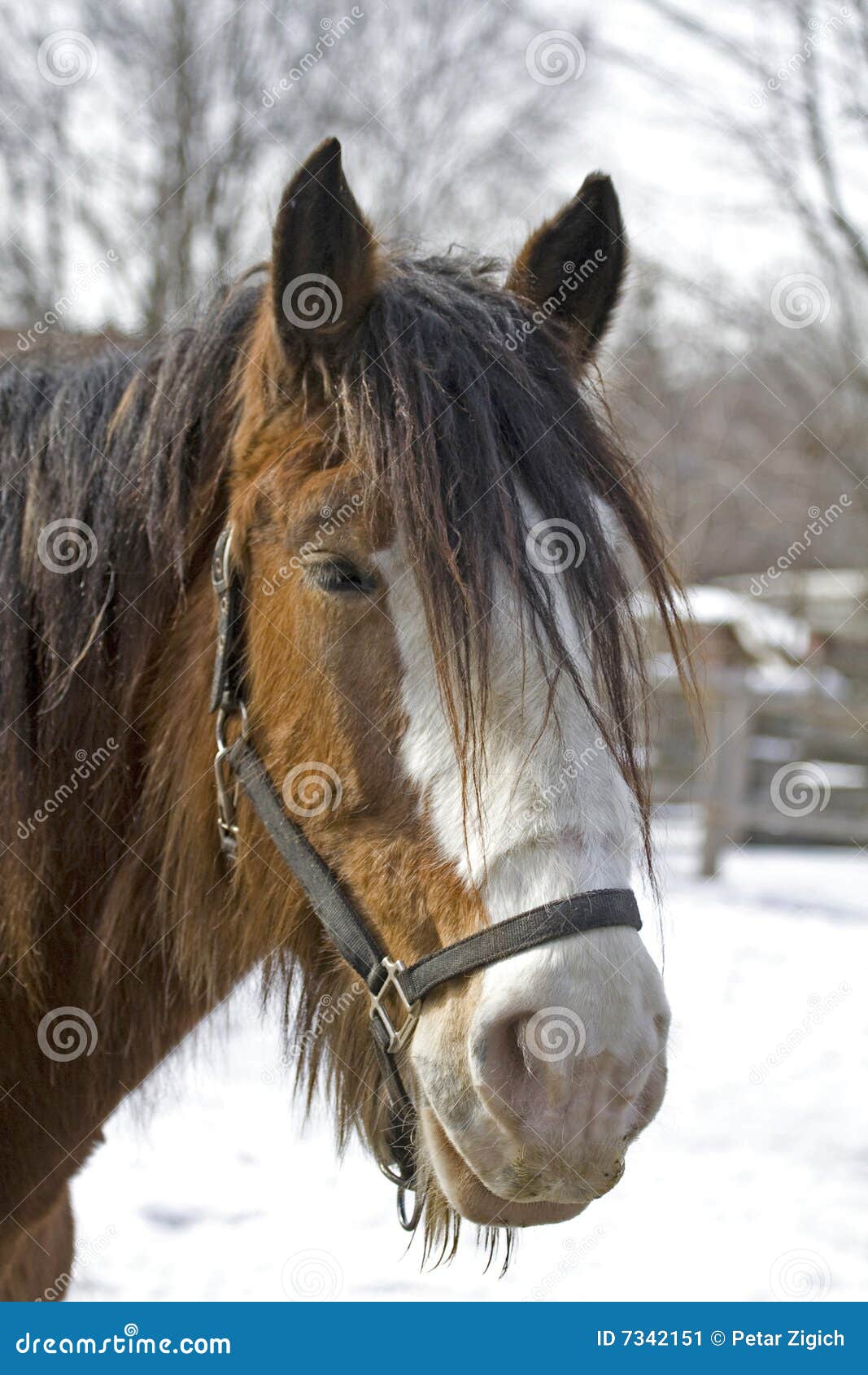 Old horse stock image. Image of farm, fence, portrait 7342151