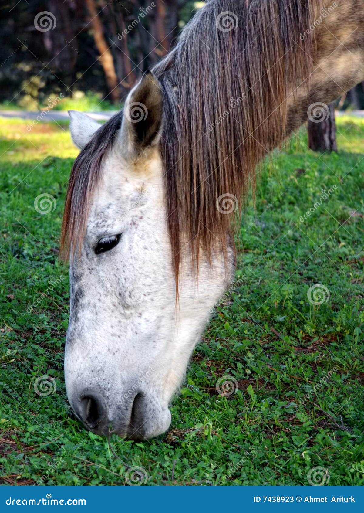 Old horse stock image. Image of autumn, meadow, spring 7438923