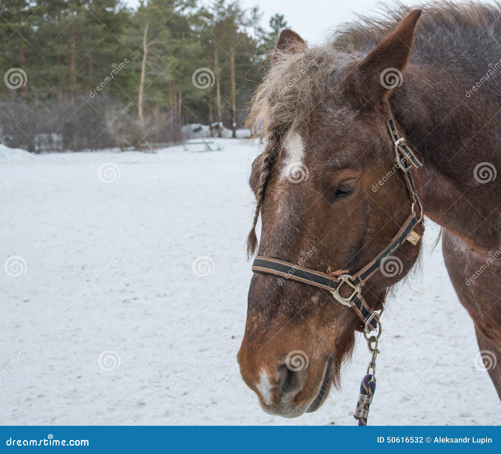 Old horse stock photo. Image of horsesanimals, nature 50616532