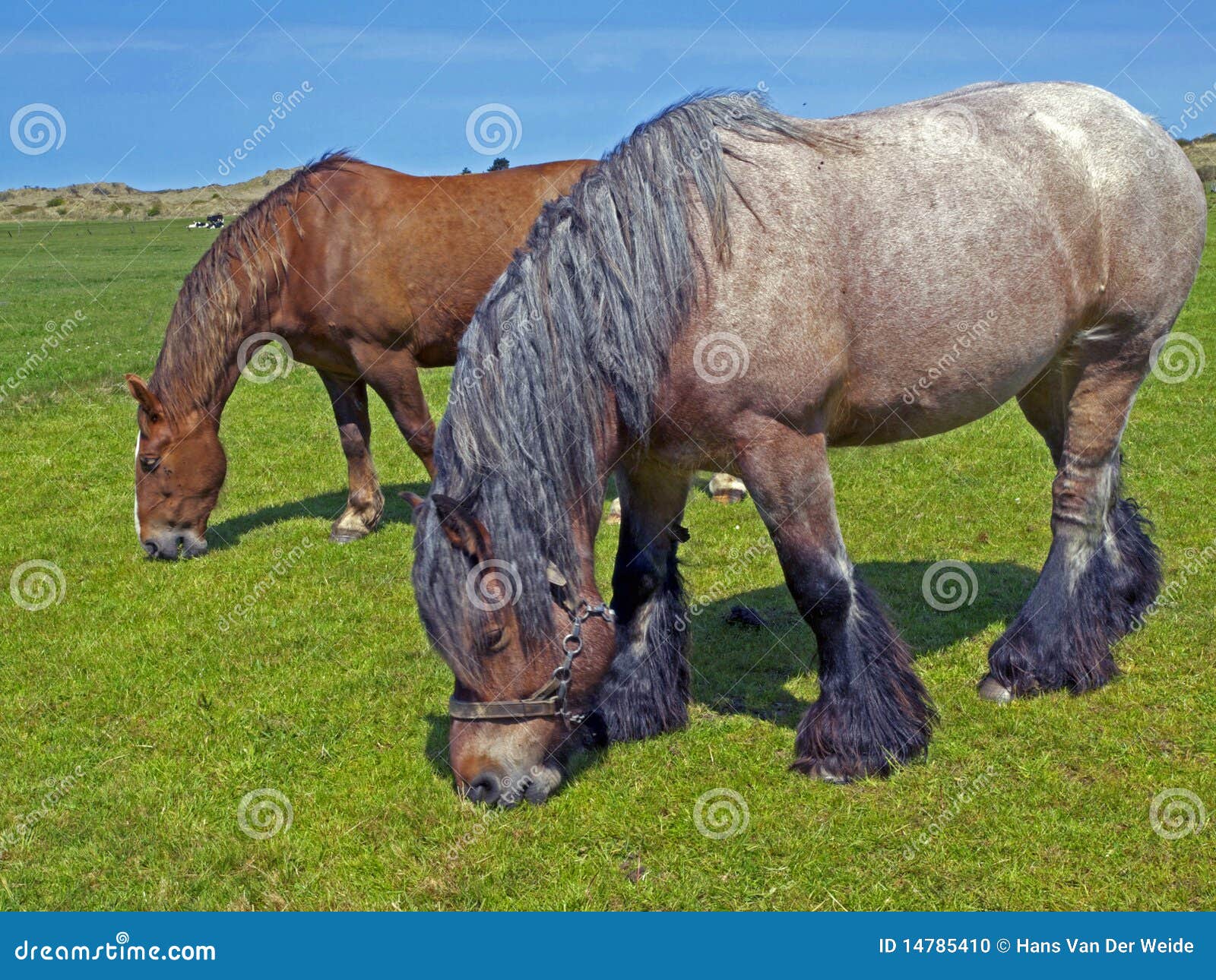 Old horses stock photo. Image of netherlands, work, grass 14785410