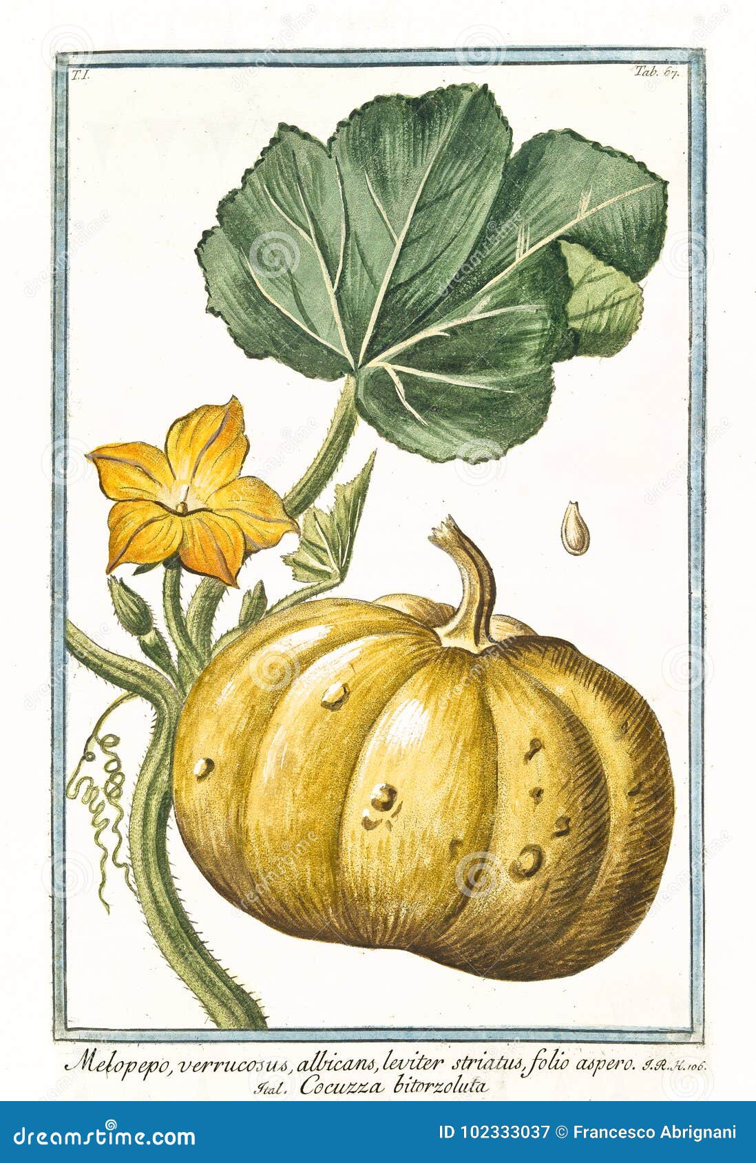 melopepo verruscosus cucurbita pepo