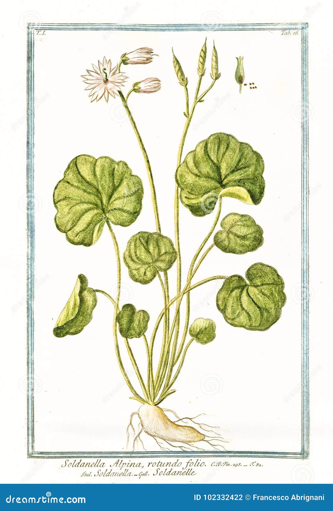 botanical vintage  of soldanella alpina plant