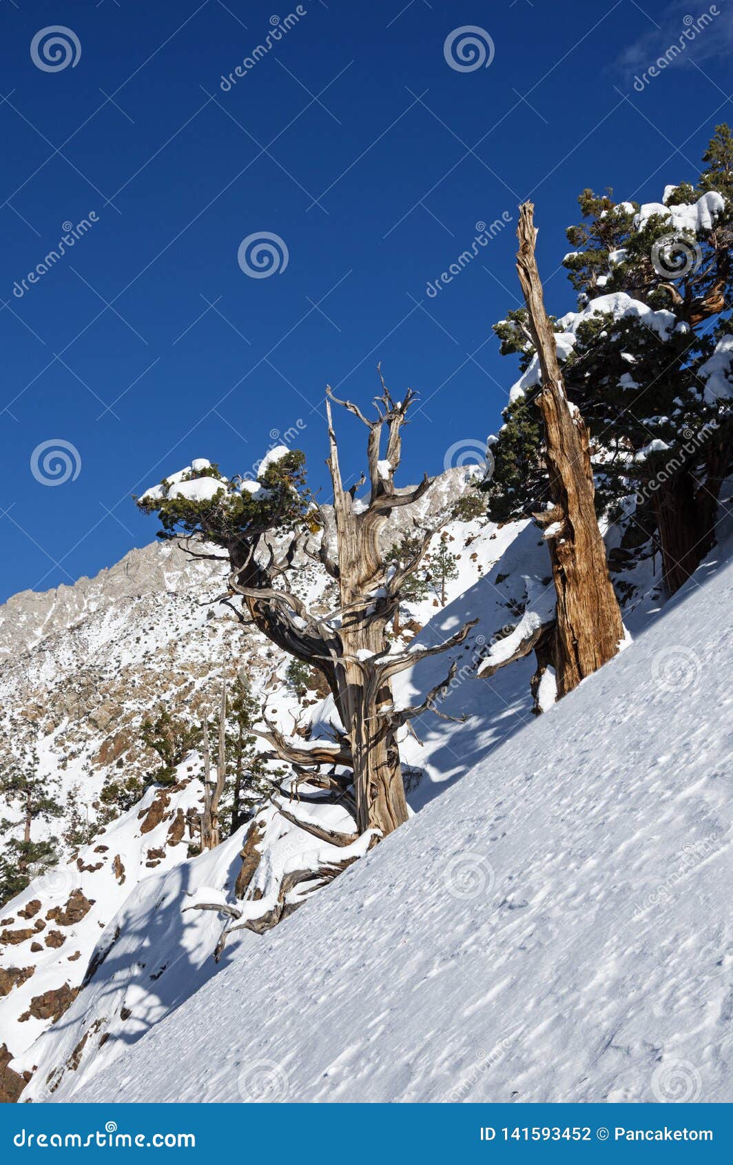 Old Juniper Tree on Snowy Mountain Side Stock Photo Image of trunk