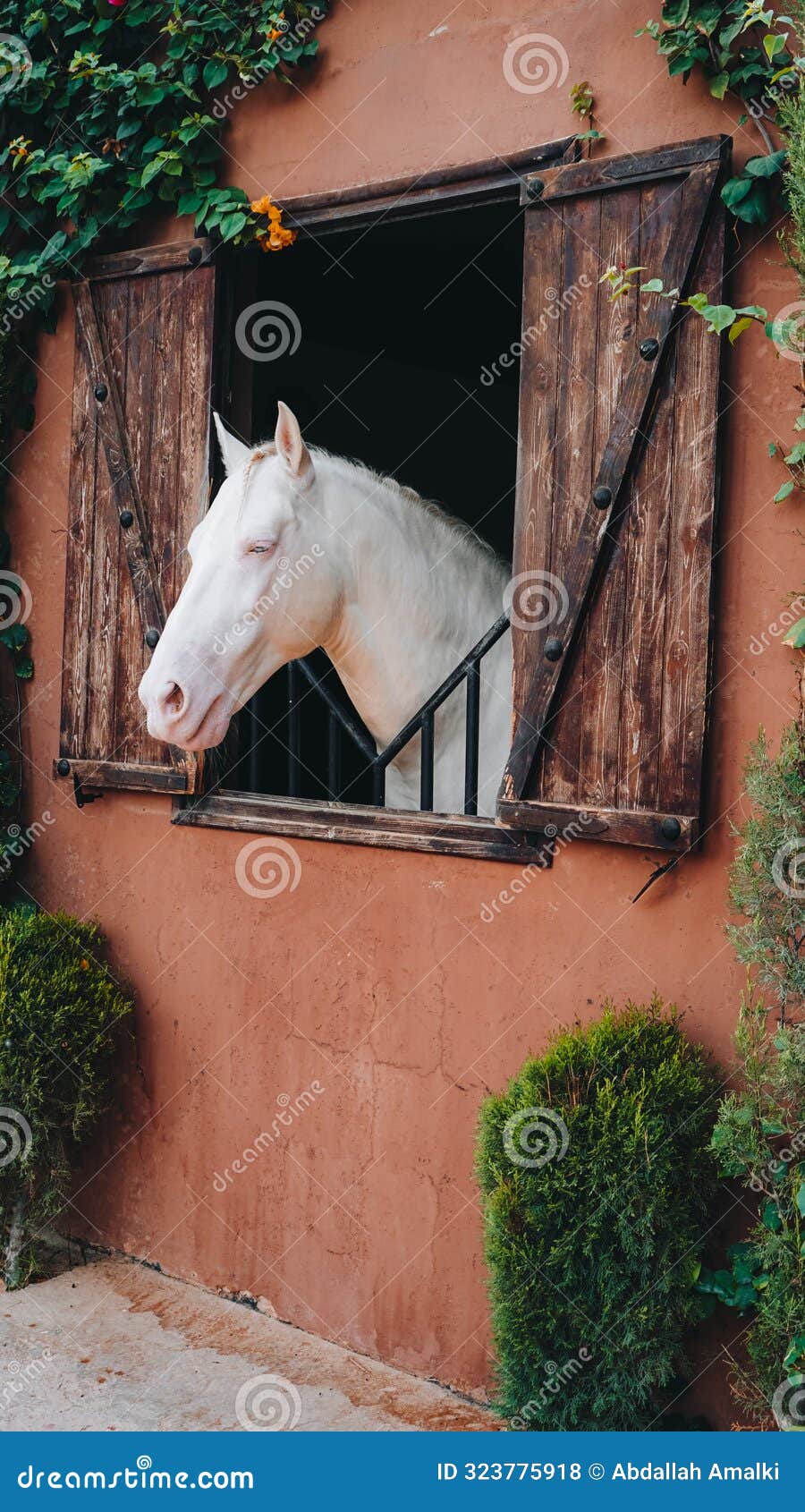 old kladruby horse in stable from morocco