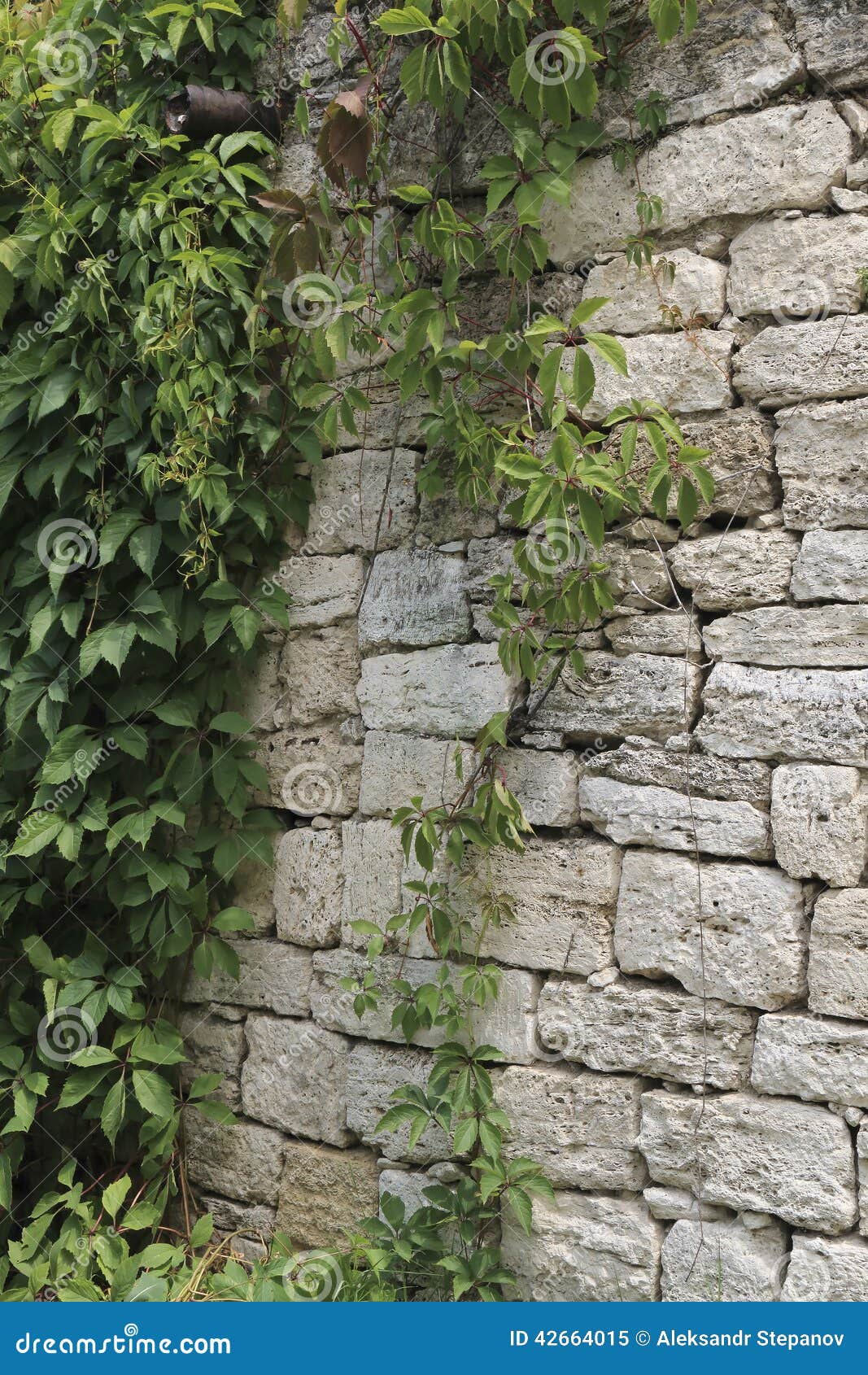 Old Laying from the Limestone, Twined Plants Stock Image Image of