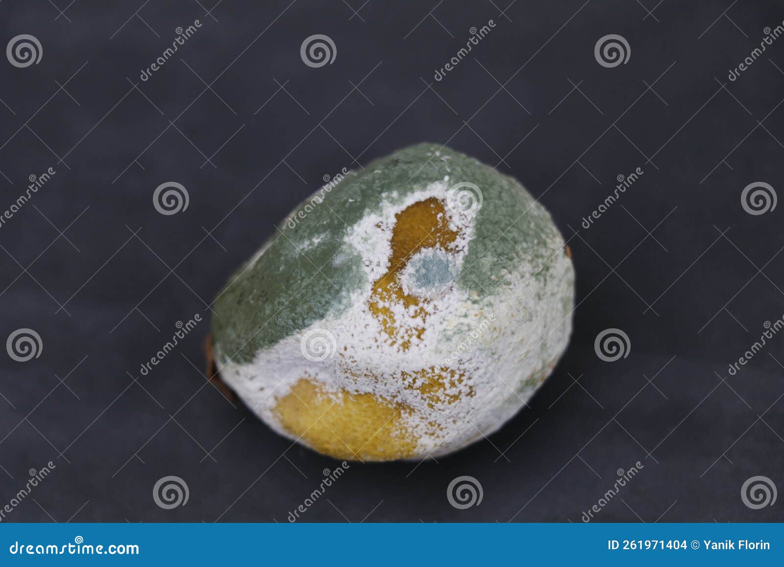 Lemon Gone Bad and Covered with White and Green Mold Stock Photo