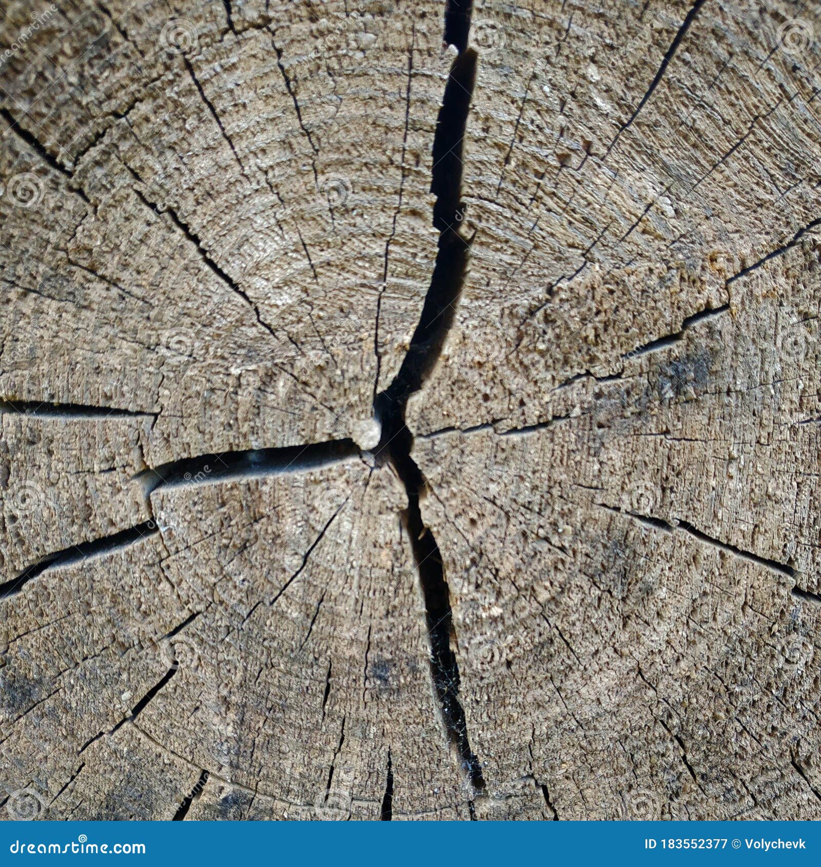 An Old Log of Pine on the Cut Cracks Stock Image Image of line