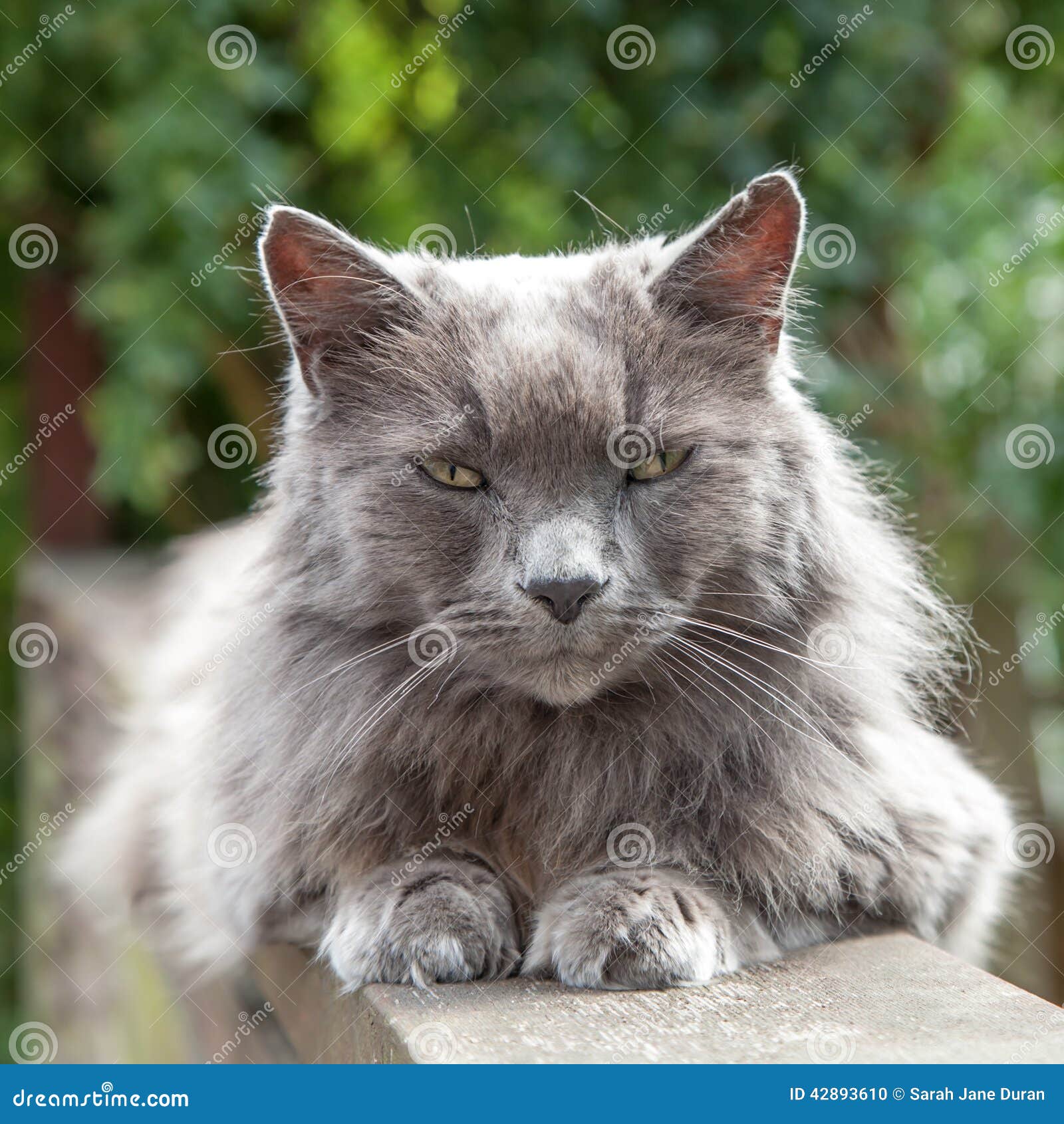 Old Long-Haired Grey Cat with Yellow Eyes on Railing Stock Photo - Image of  outdoor, approachable: 42893610