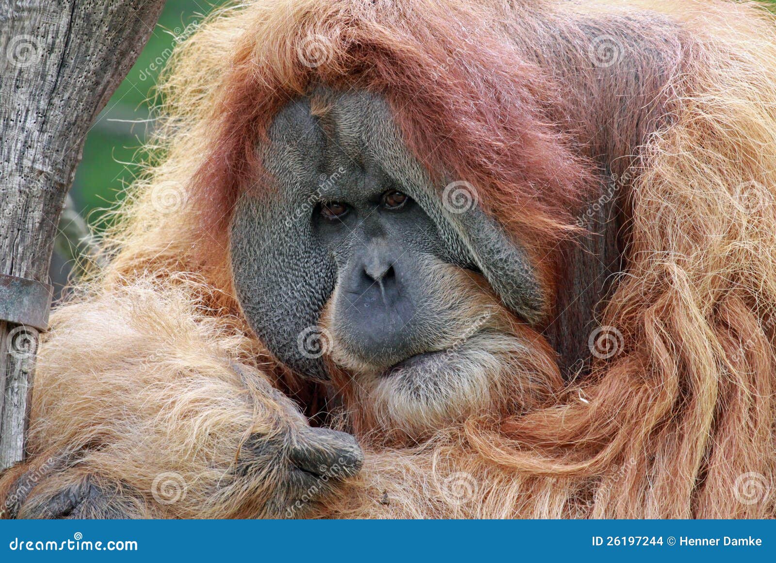 Old Male Orangutan 02 Stock Photo Image Of Captive Boring 26197244 old-male-orangutan-02-stock-photo-image-of-captive-boring-26197244