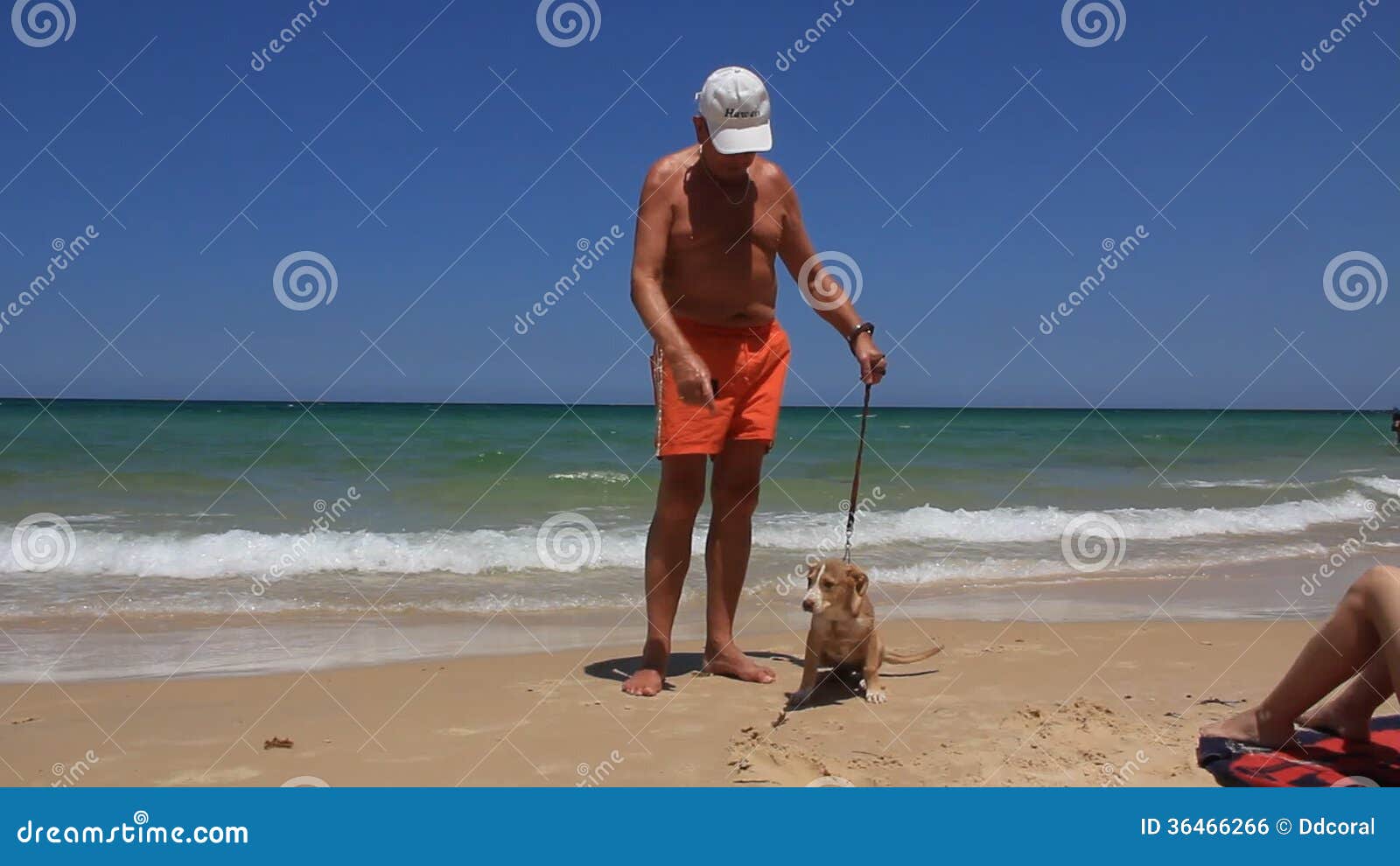 Old Man with Funny Dog on the Beach in Tunisia Stock Footage - Video of senior, exotic: 36466266 Old Man with Funny Dog on the Beach in Tunisia Stock Footage - Video of senior, exotic: 36466266